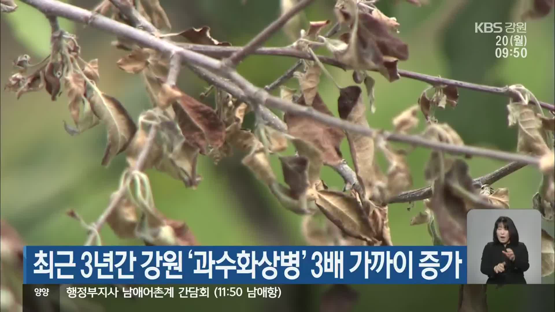 최근 3년간 강원 ‘과수화상병’ 3배 가까이 증가