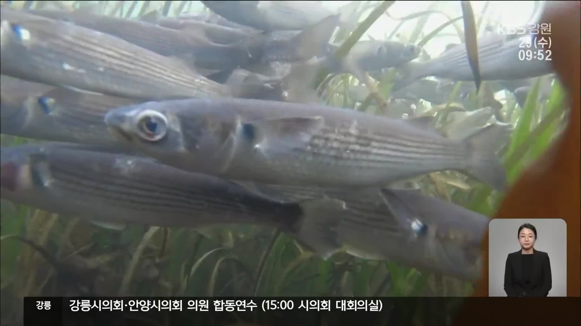 석호 물고기에 무슨 일이…‘곰팡이병’ 집단 감염?