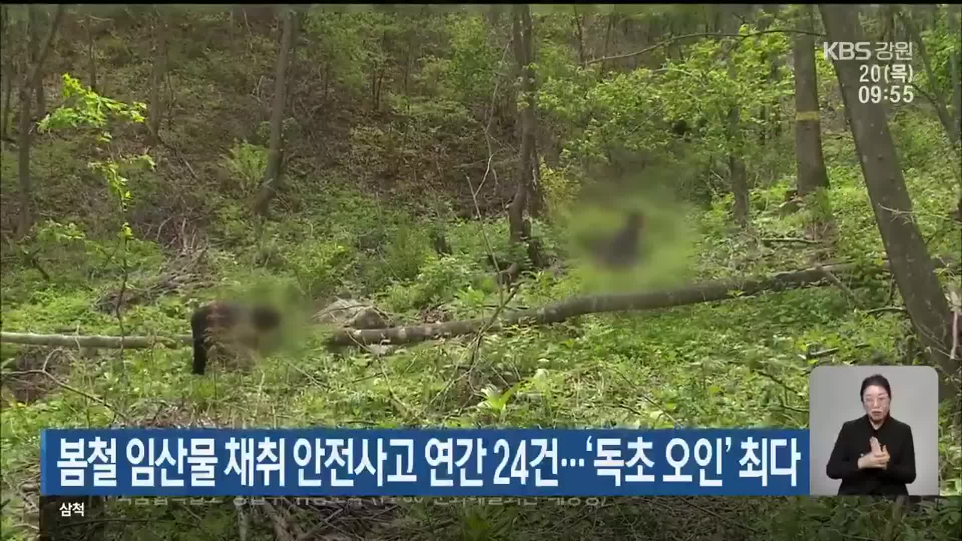 봄철 임산물 채취 안전사고 연평균 24건…‘독초 오인’ 최다