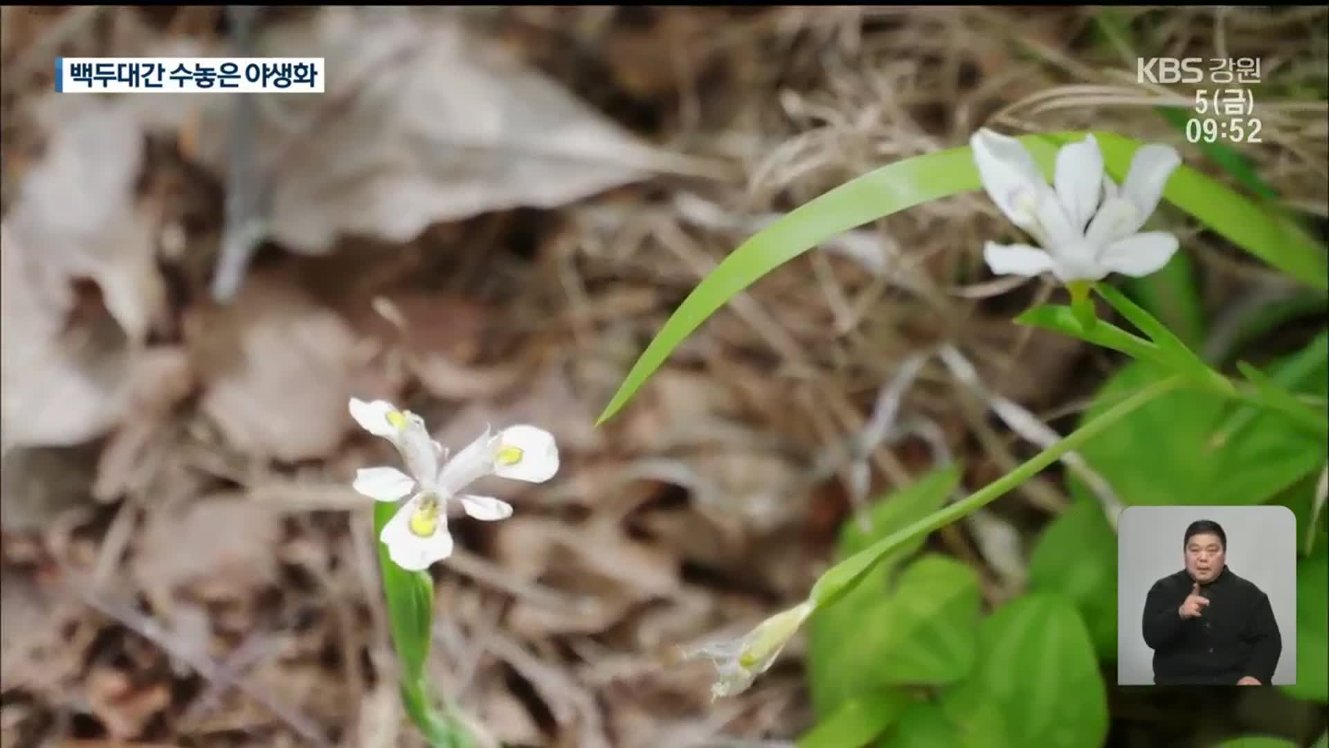 백두대간 휘감은 봄…야생화 ‘활짝’