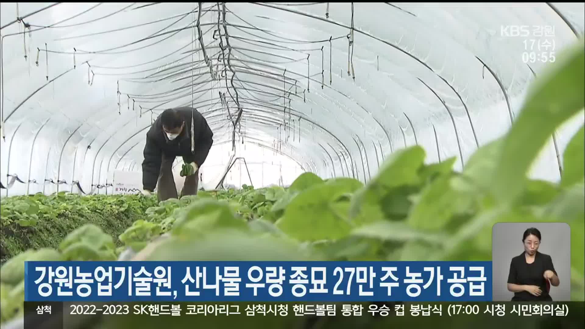 강원농업기술원, 산나물 우량 종묘 27만 주 농가 공급