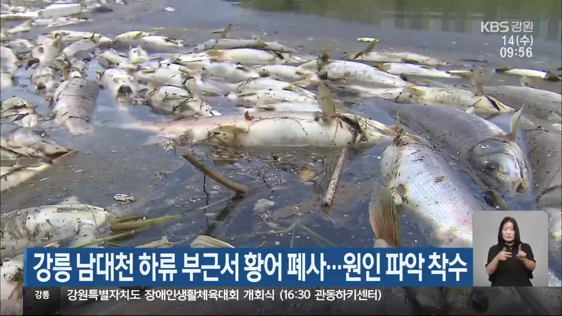 강릉 남대천 하류 부근서 황어 폐사…원인 파악 착수