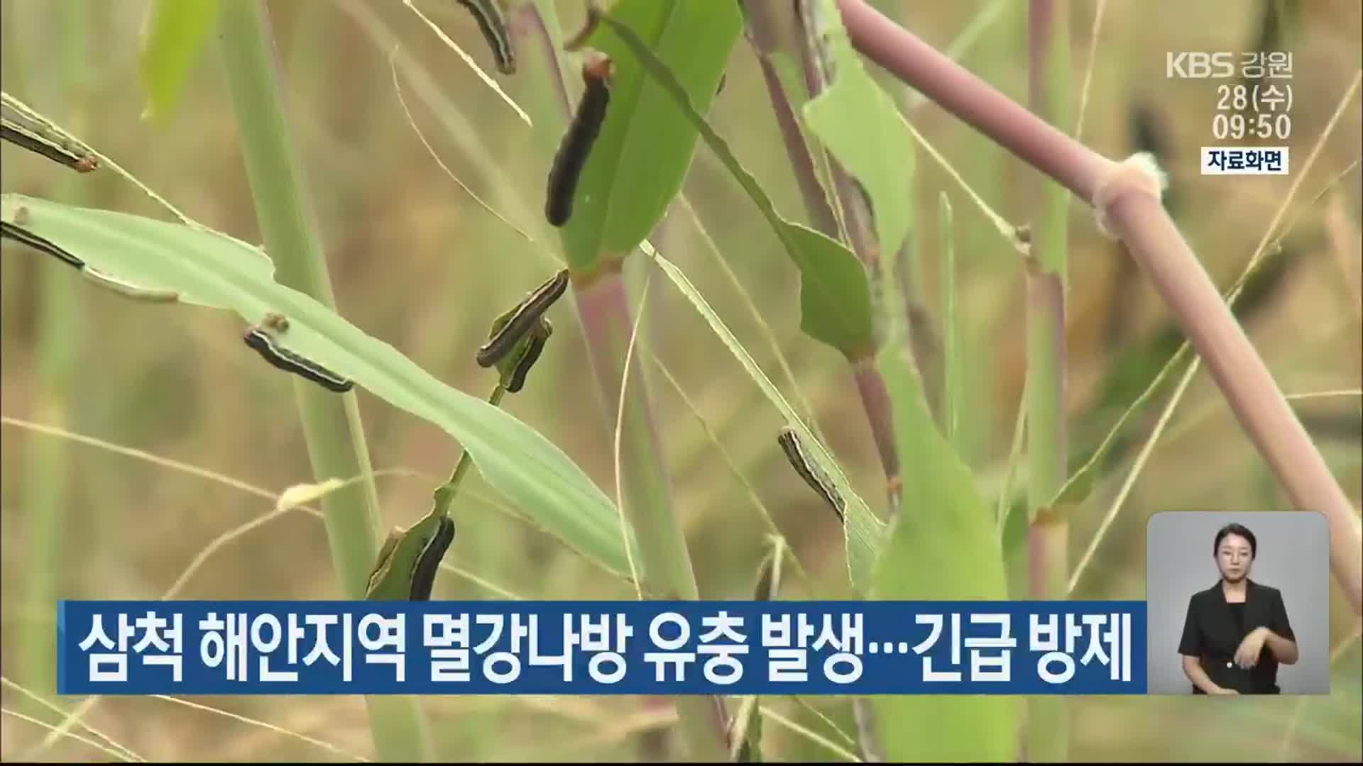 삼척 해안지역 멸강나방 유충 발생…긴급 방제