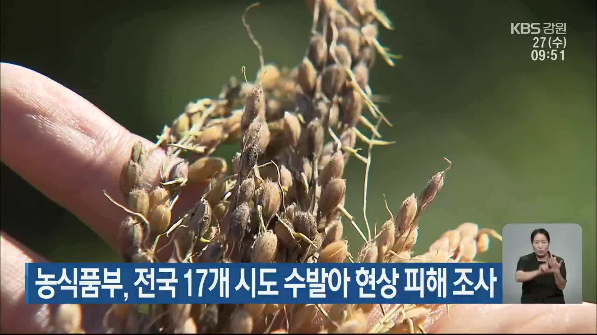 농식품부, 전국 17개 시도 수발아 현상 피해 조사