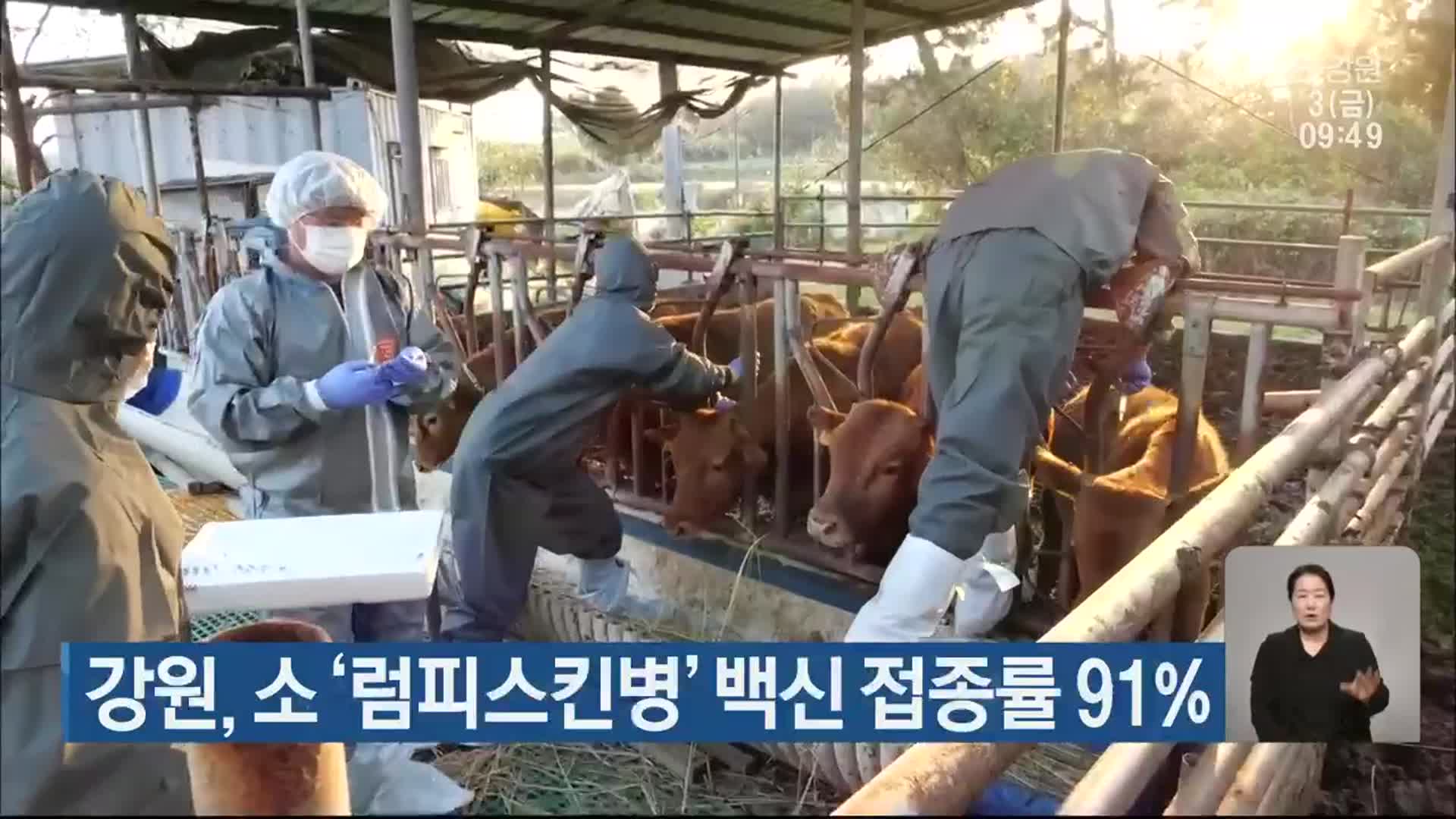 강원, 소 ‘럼피스킨병’ 백신 접종률 91%