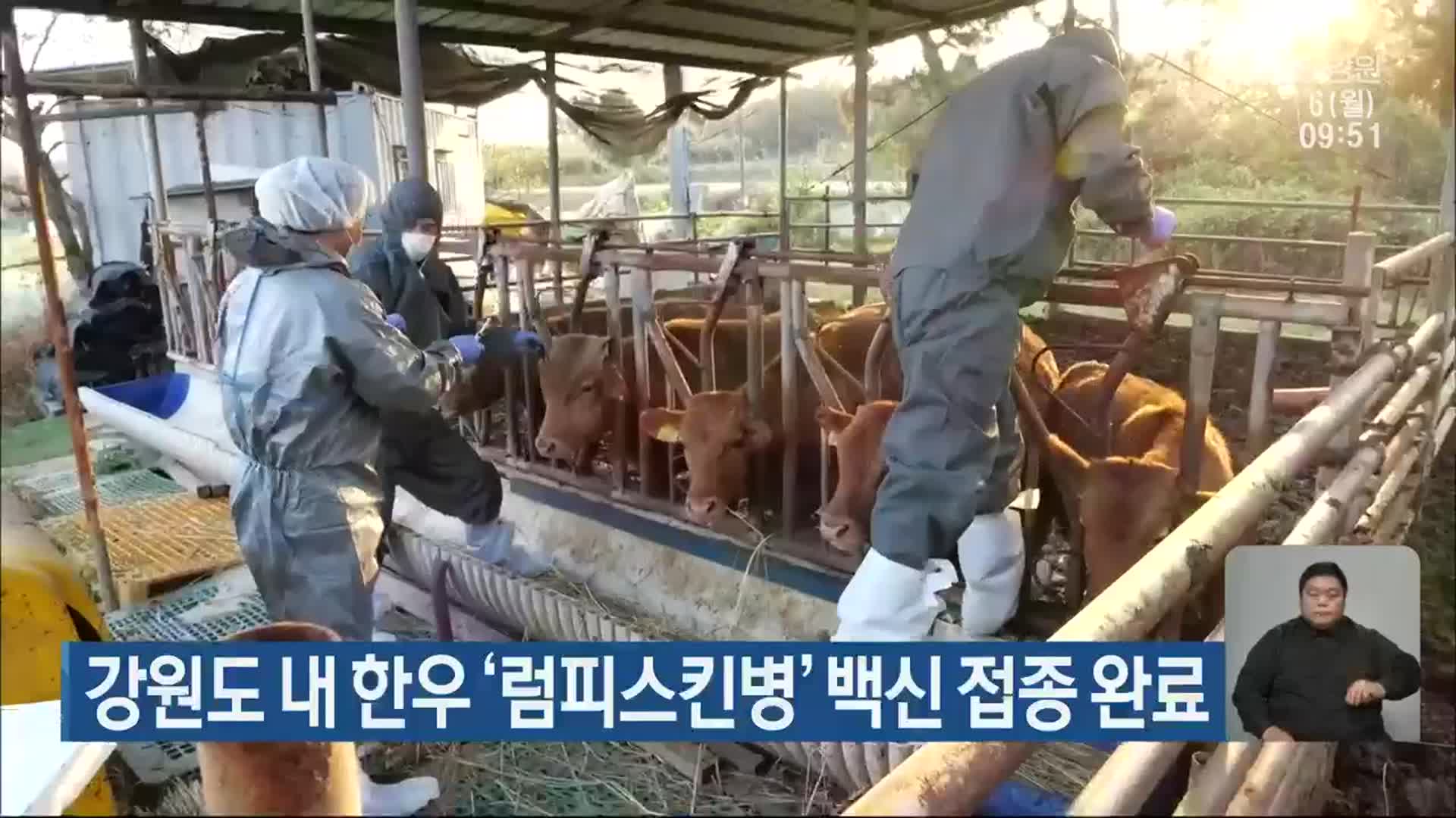 강원도 내 한우 ‘럼피스킨병’ 백신 접종 완료