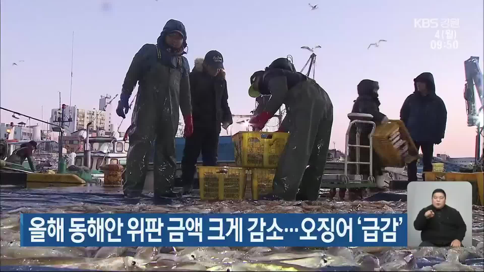 올해 동해안 위판 금액 크게 감소…오징어 ‘급감’