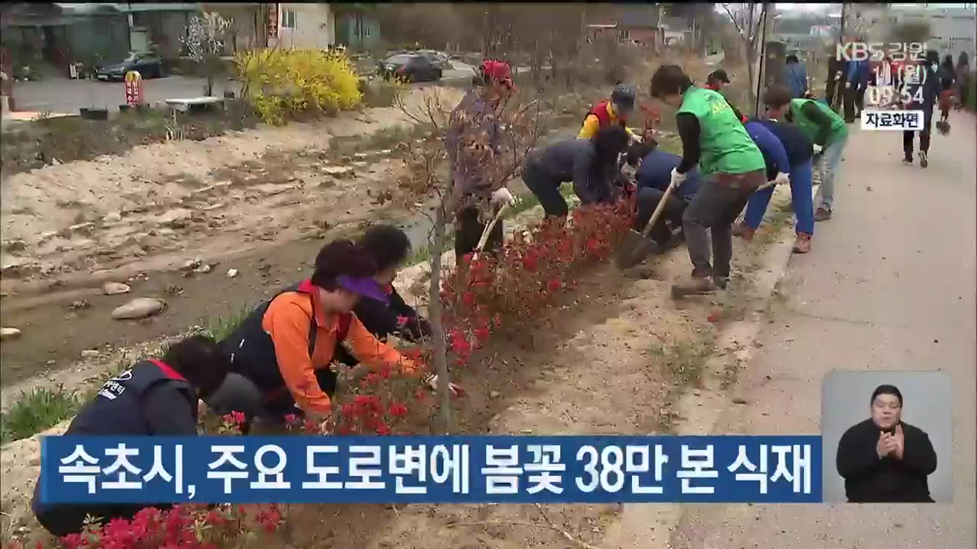 속초시, 주요 도로변에 봄꽃 38만 본 식재