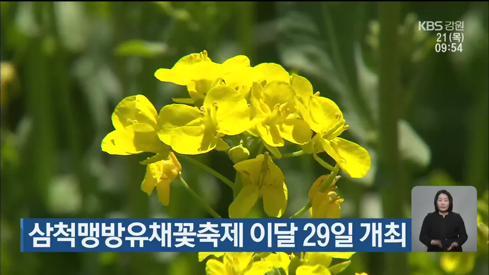 삼척맹방유채꽃축제 이달 29일 개최