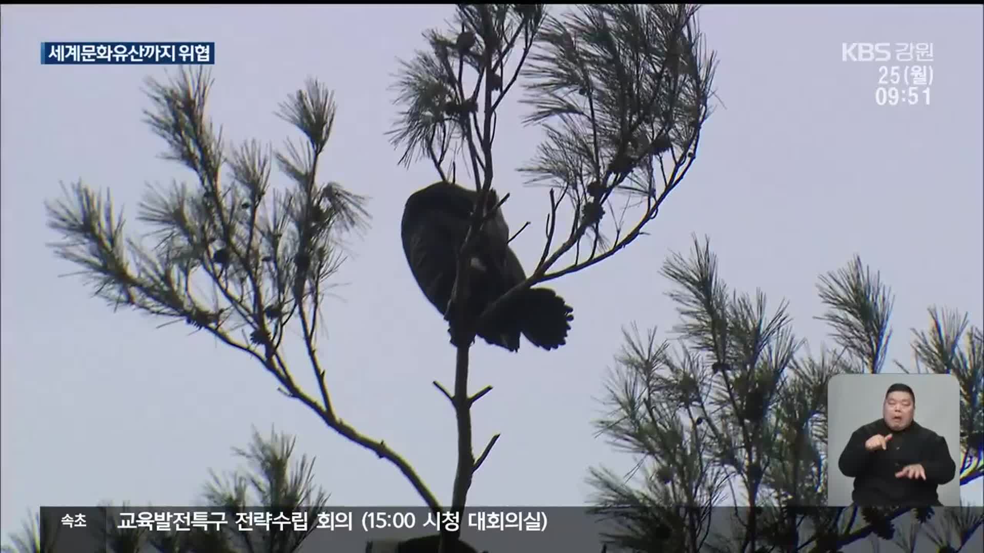 텃새화 ‘가마우지’…‘세계문화유산’까지 위협