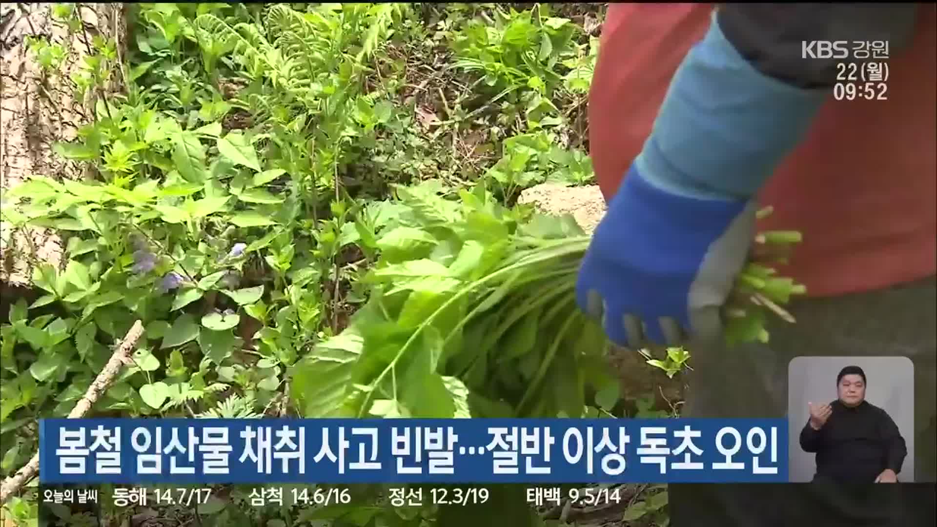 봄철 임산물 채취 사고 빈발…절반 이상 독초 오인