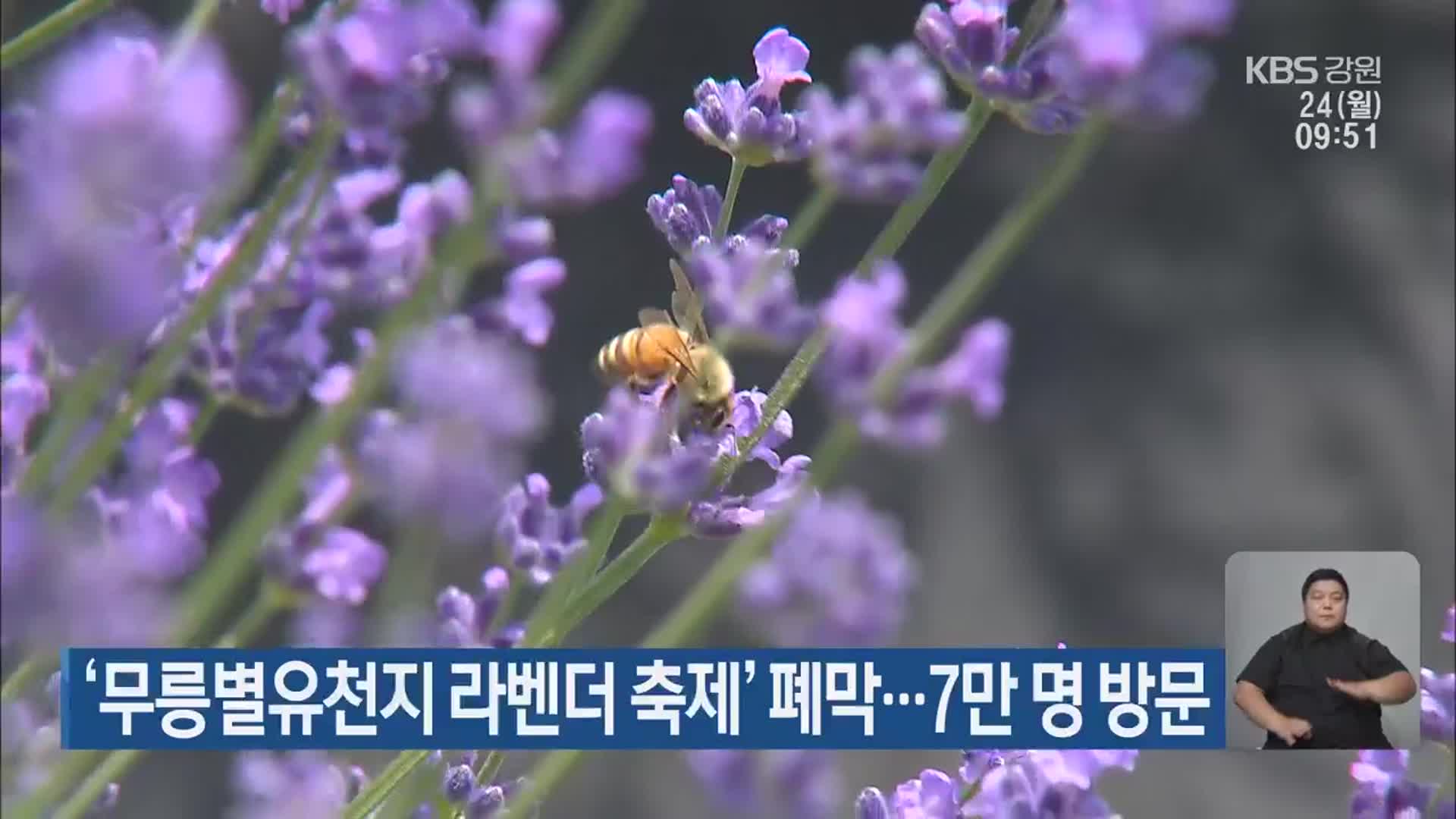 ‘무릉별유천지 라벤더 축제’ 폐막… 7만 명 방문