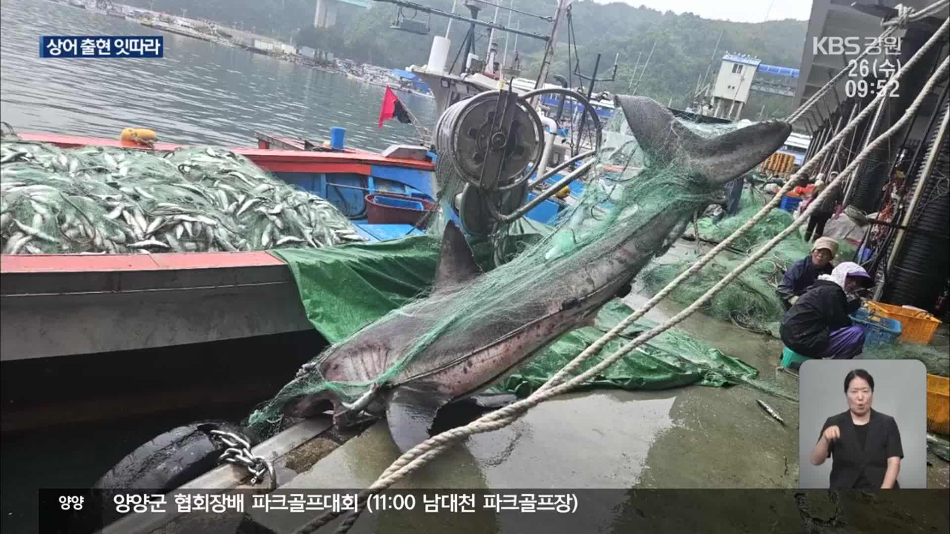 동해안 ‘수온 상승’에 상어 잇단 출현…해수욕장 대책 부심