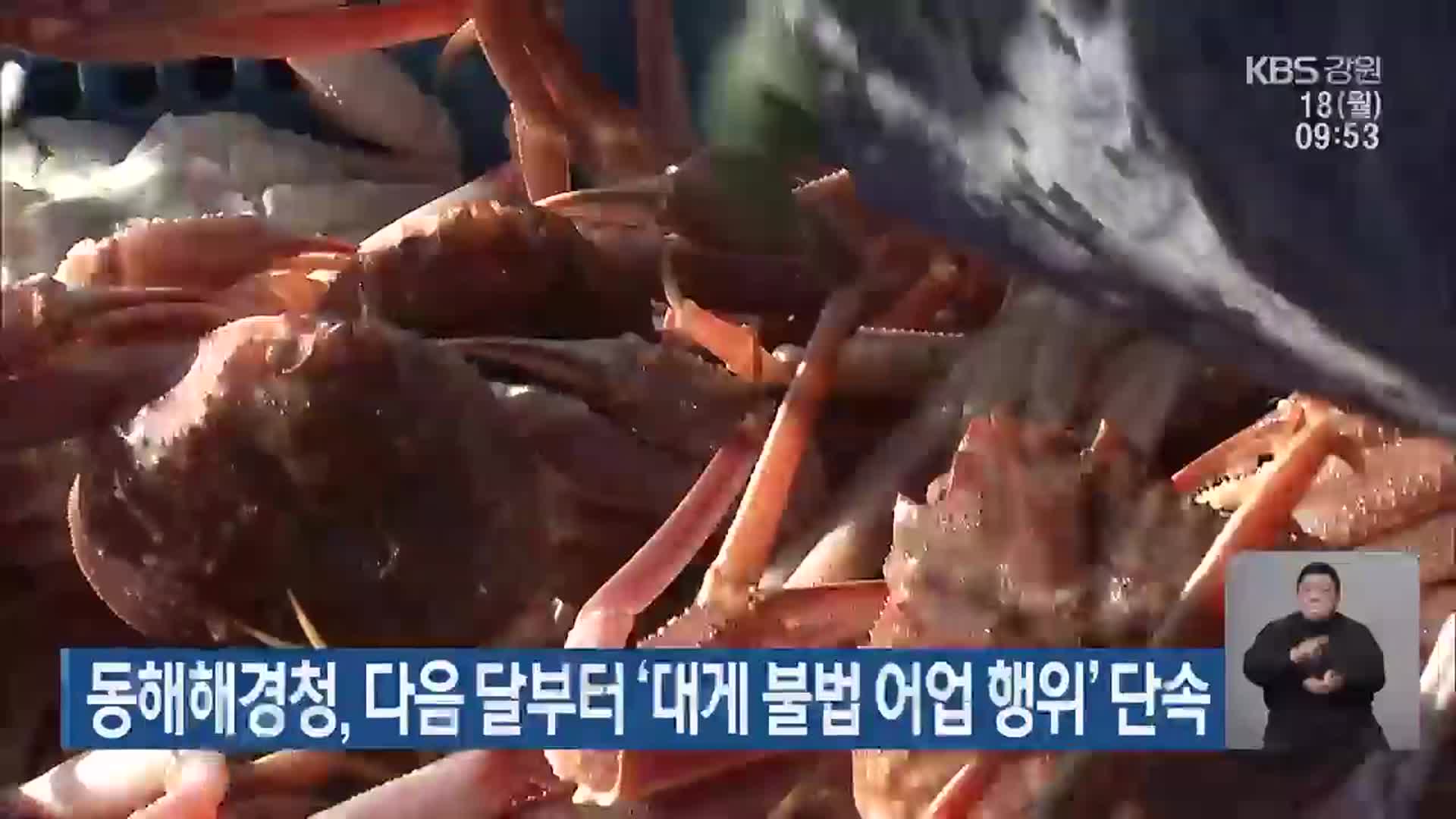 동해해경청, 다음 달부터 ‘대게 불법 어업 행위’ 단속