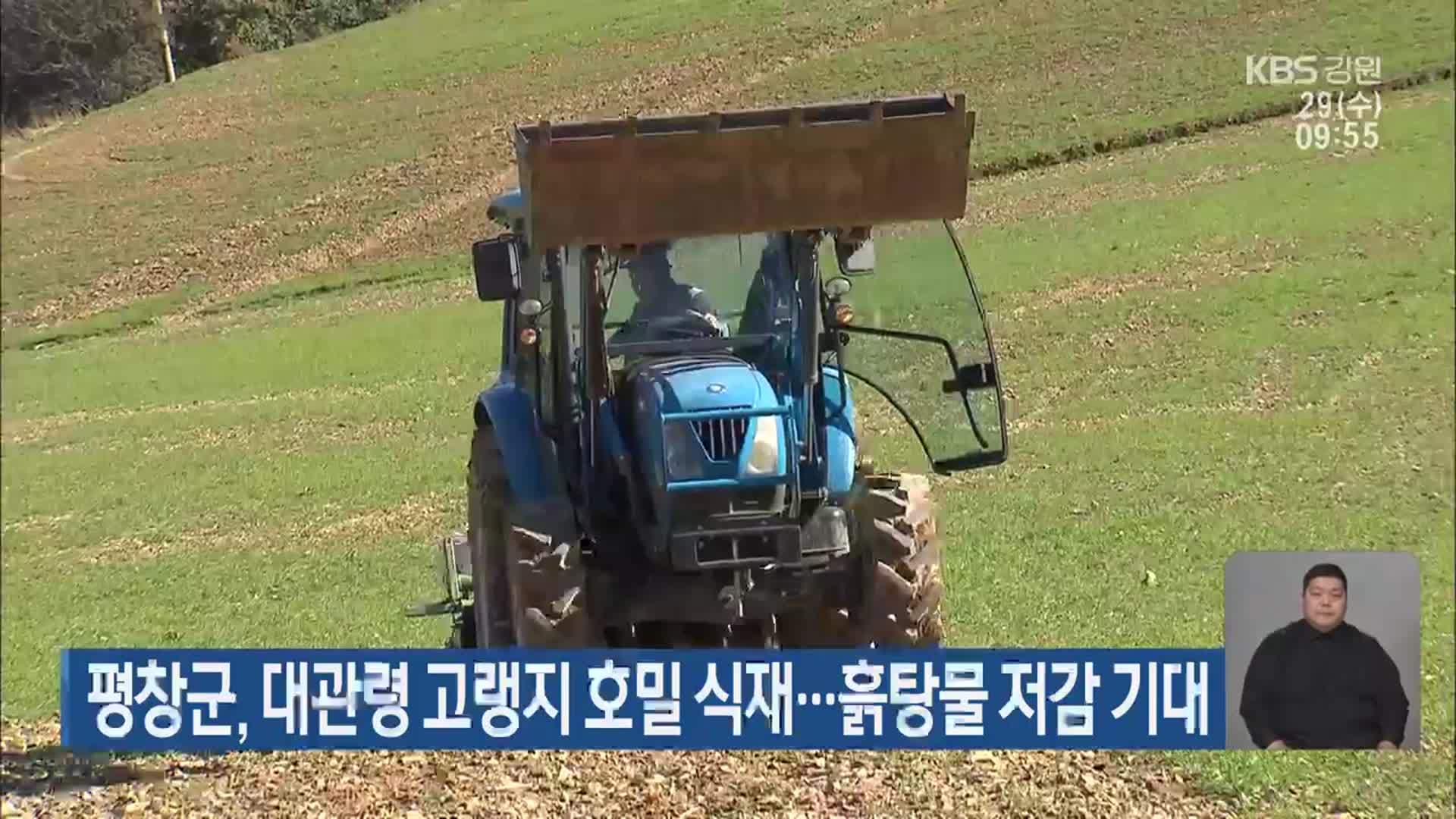 평창군, 대관령 고랭지 호밀 식재…흙탕물 저감 기대