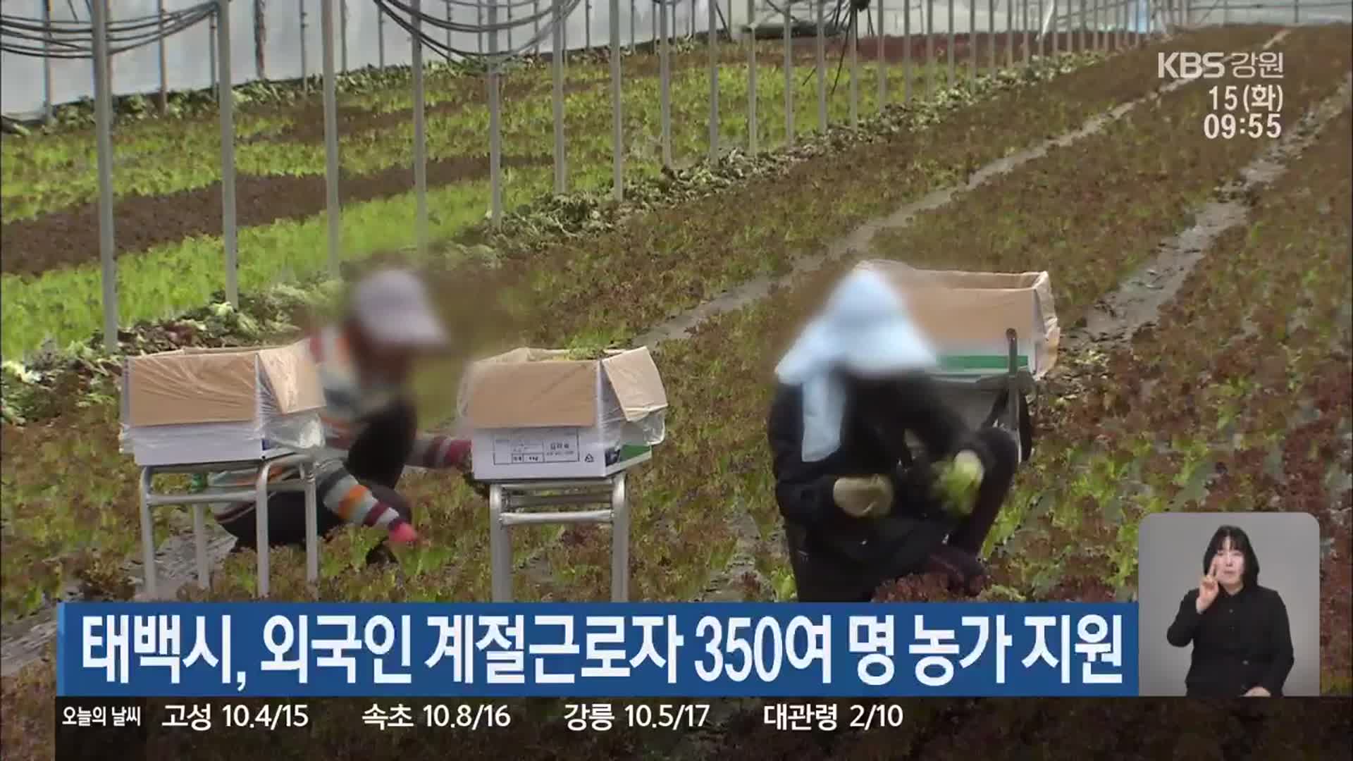 태백시, 외국인 계절근로자 350여 명 농가 지원