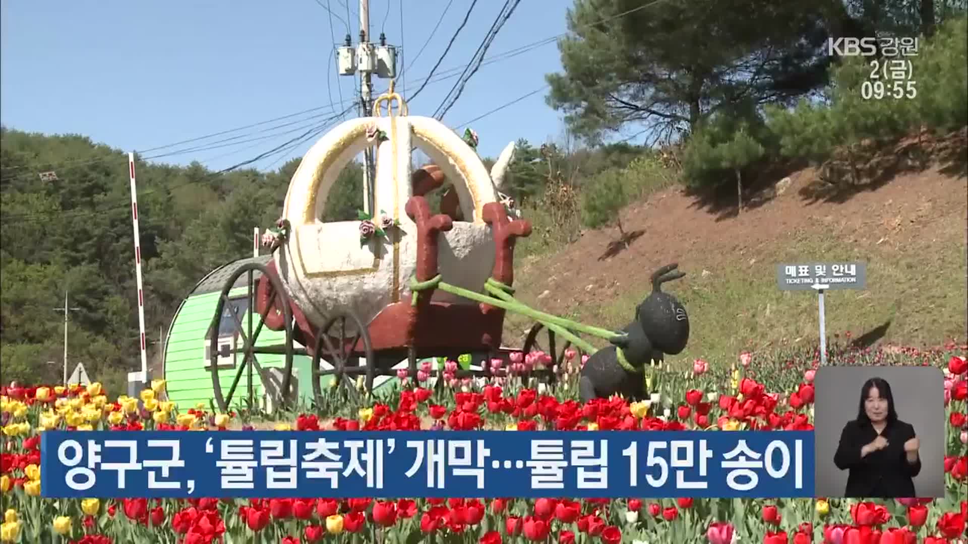 양구군, ‘튤립축제’ 개막…튤립 15만 송이