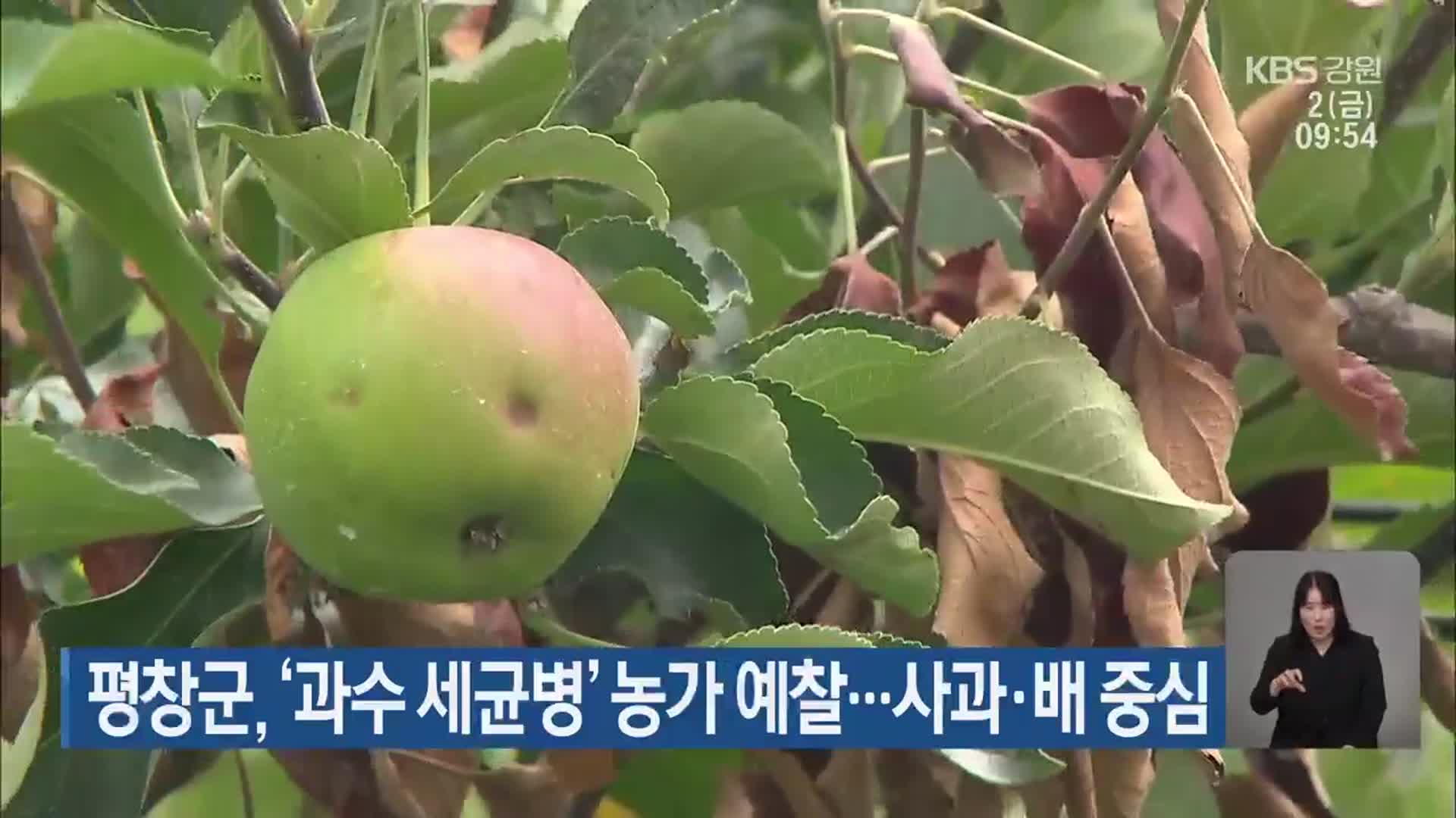 평창군, ‘과수 세균병’ 농가 예찰…사과·배 중심