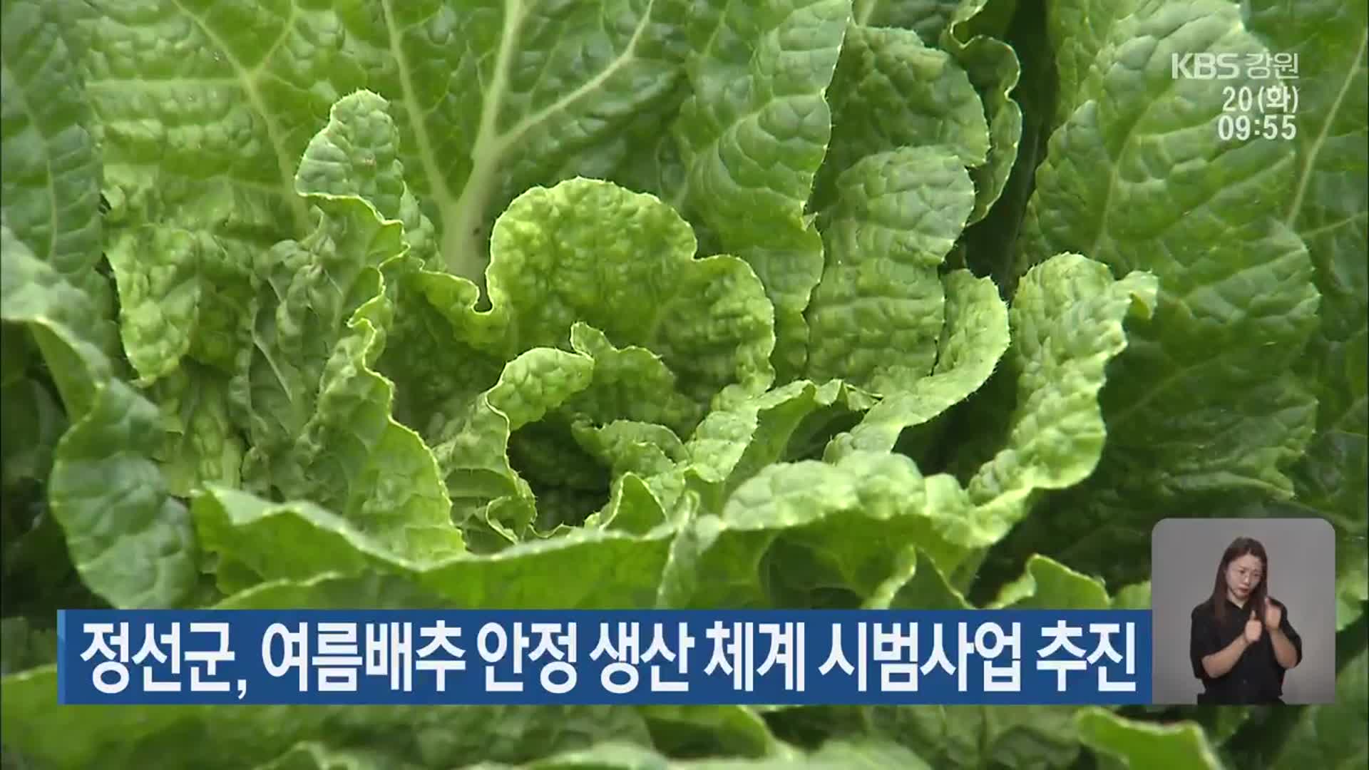 정선군, 여름배추 안정 생산 체계 시범사업 추진
