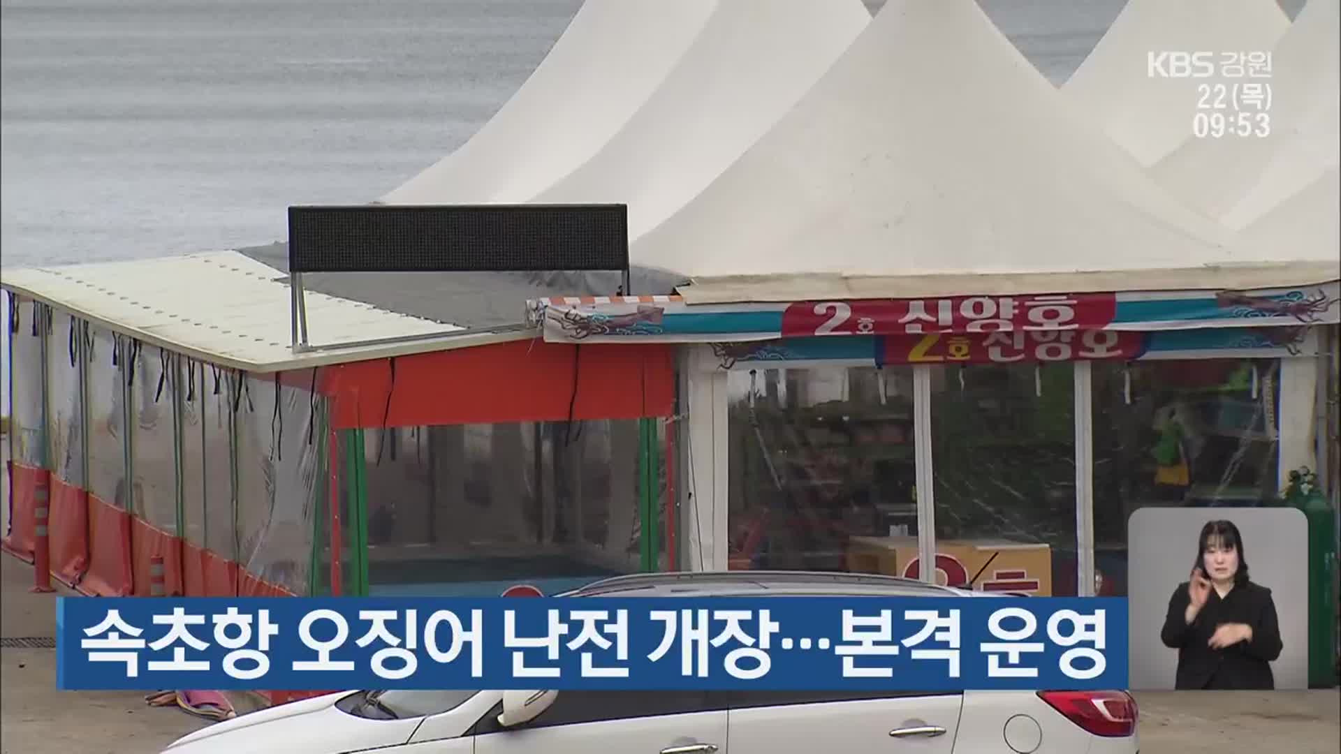 속초항 오징어 난전 개장…본격 운영