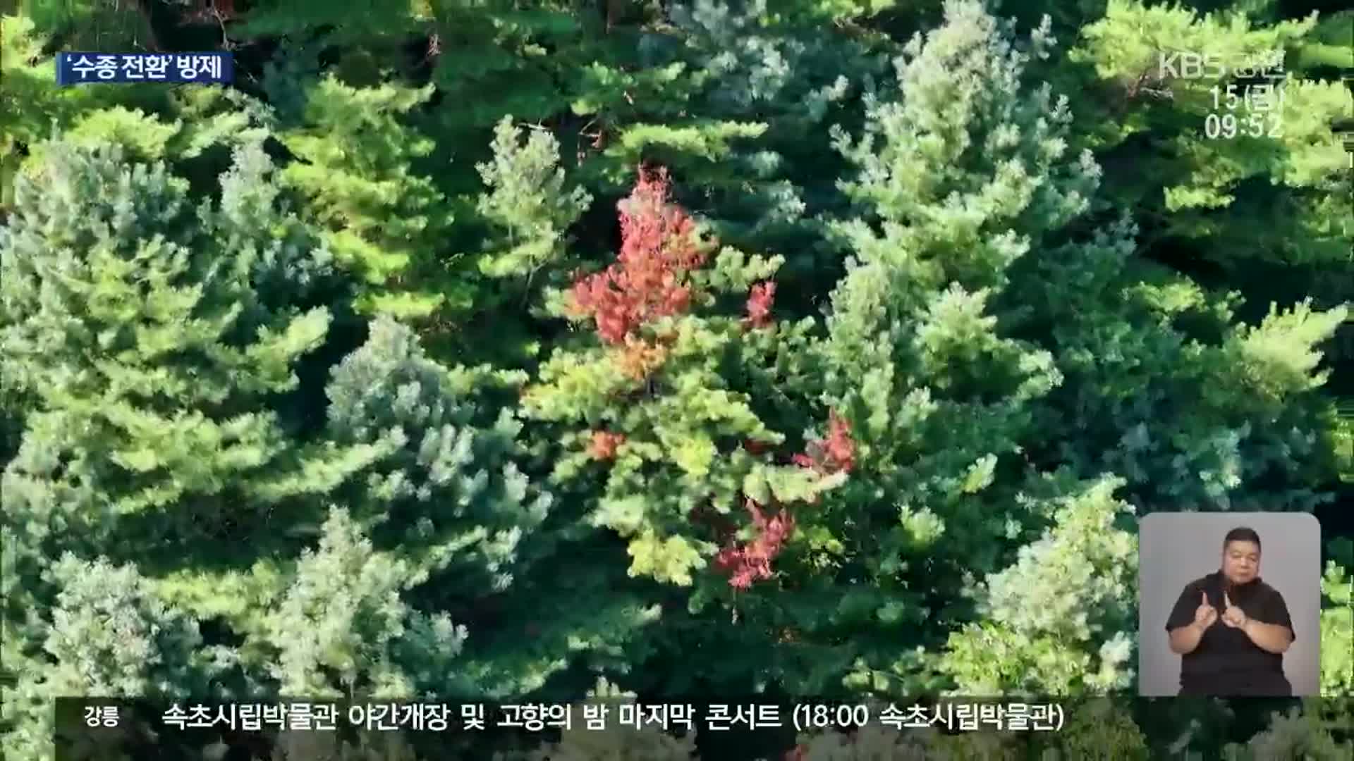 정선 소나무재선충병 방제 ‘수종 전환’ 도입