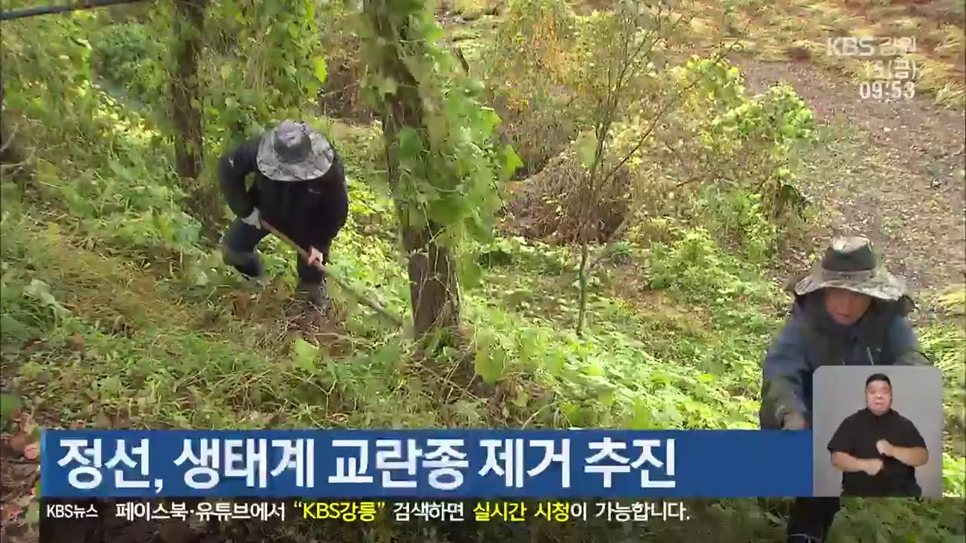 정선군, 생태계 교란종 제거 추진