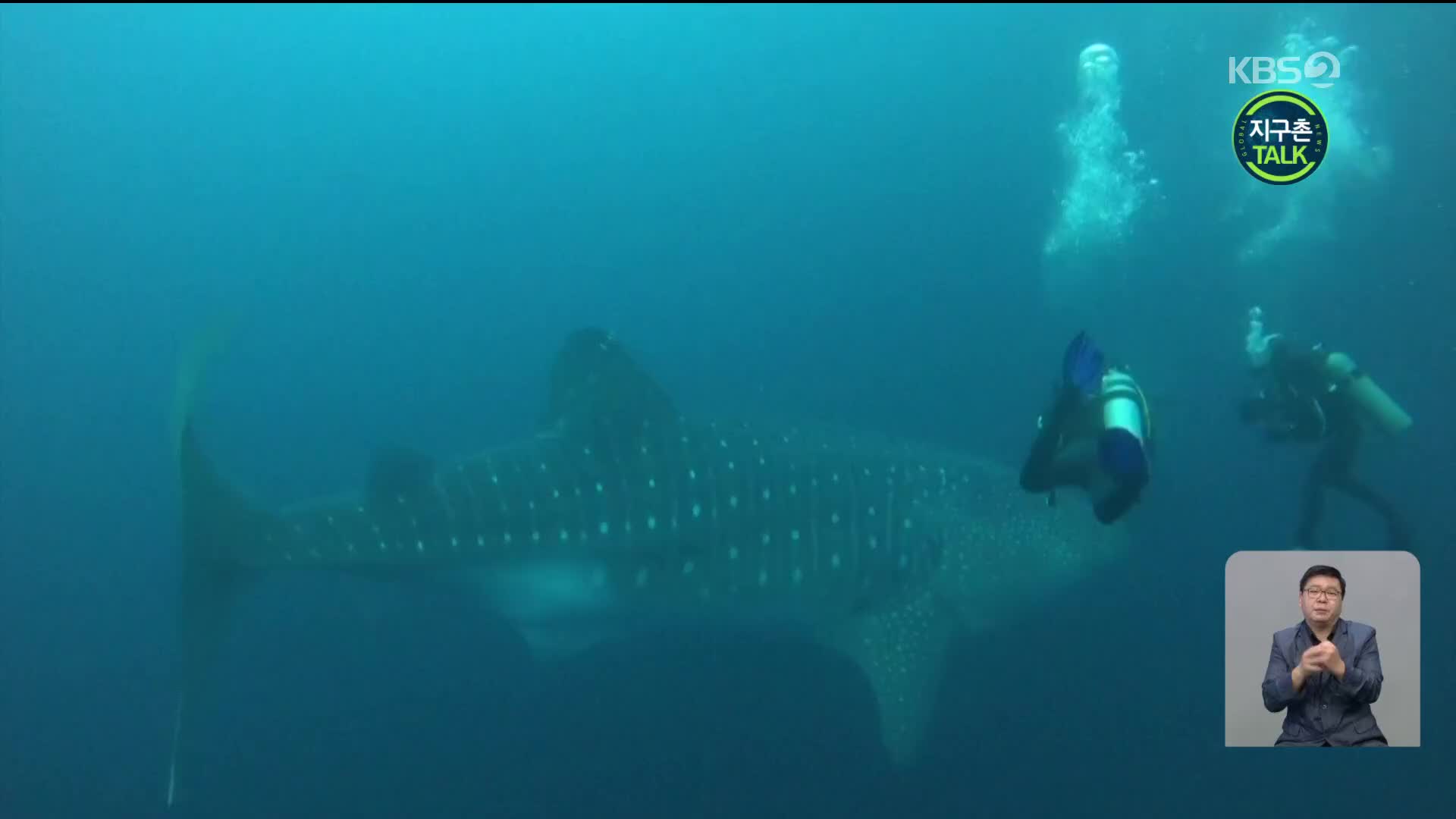 [지구촌 Talk] 멸종 위기의 ‘고래상어’ 보존 프로젝트
