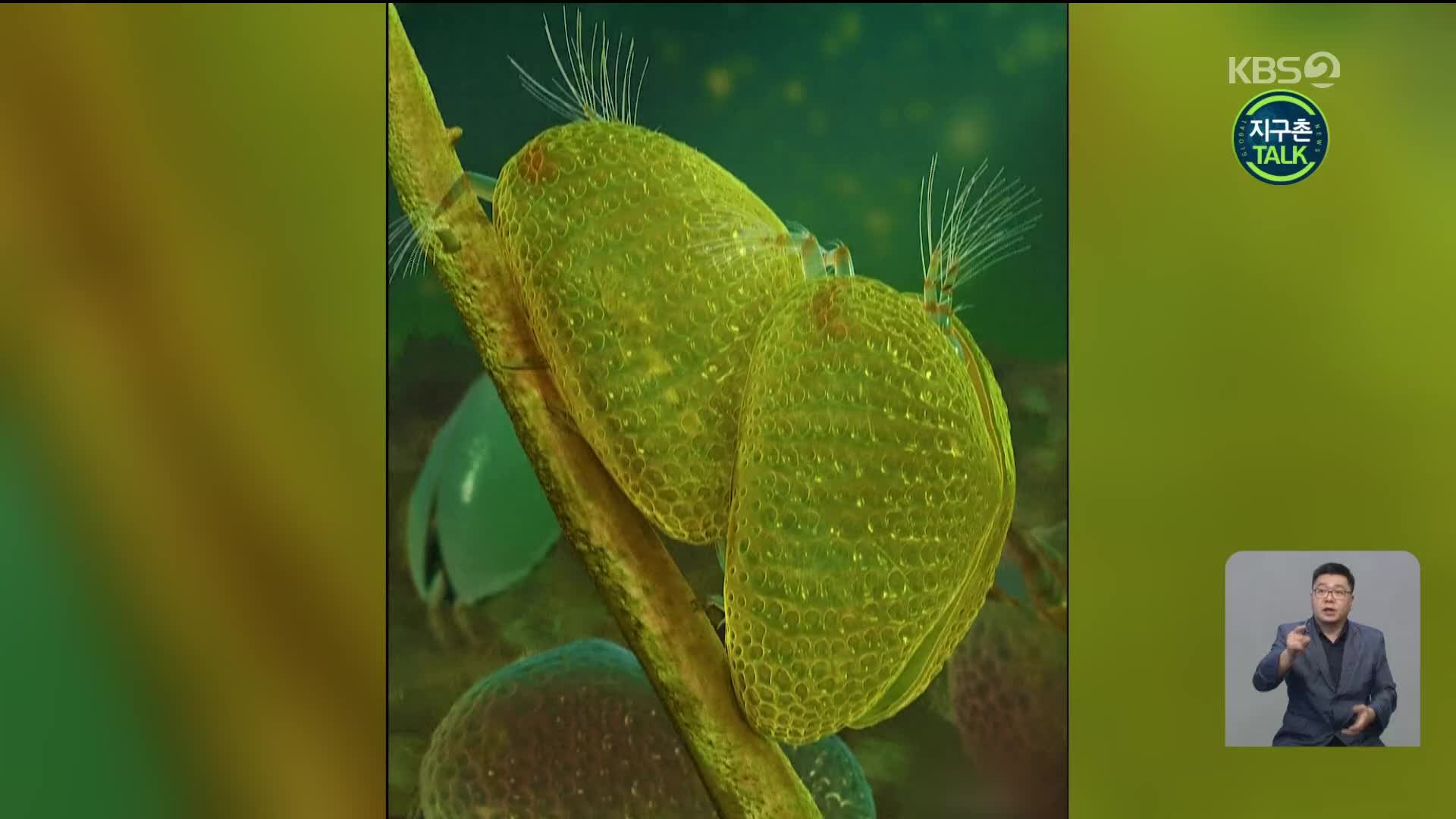 [지구촌 Talk] 1억 년 전 화석서 갑각류 ‘정자 세포’ 발견