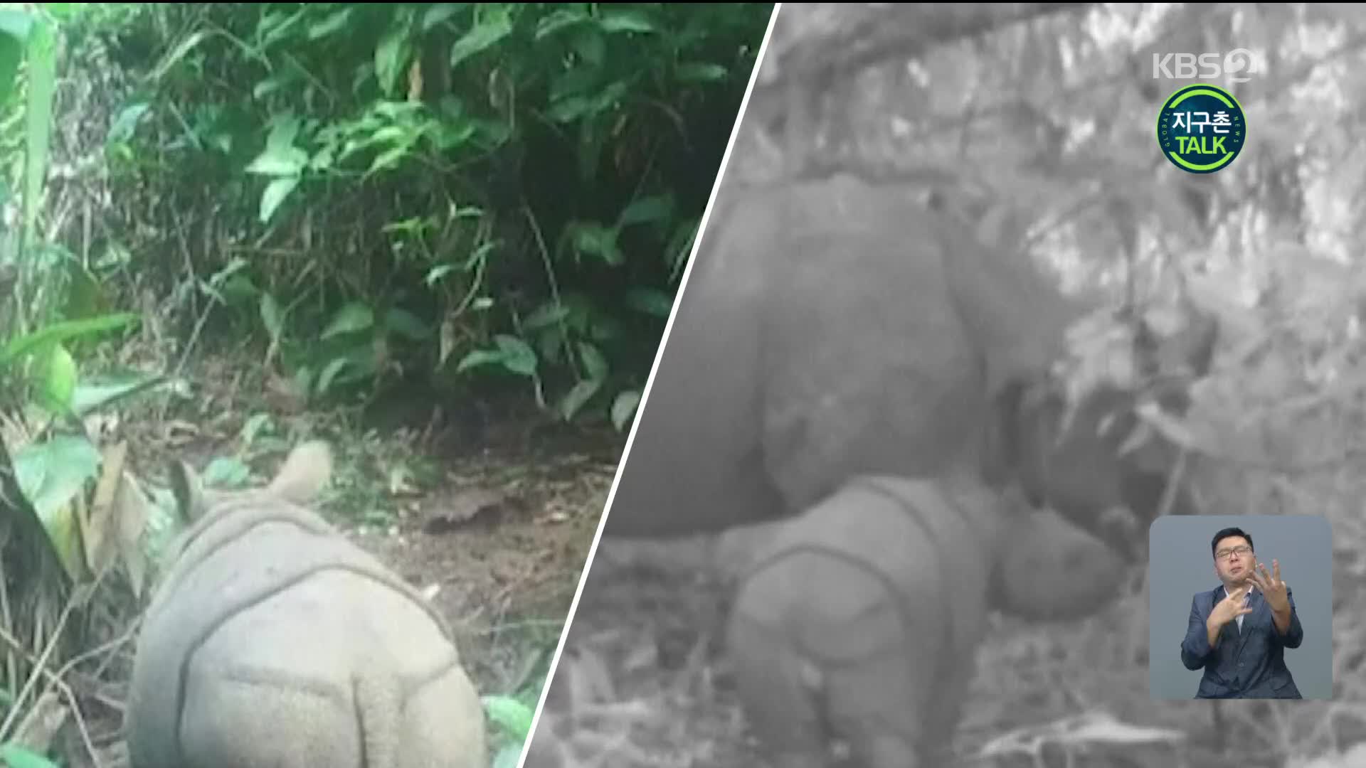 [지구촌 Talk] 인니 자바섬, 멸종위기종 자바코뿔소 두 마리 탄생 ‘포착’
