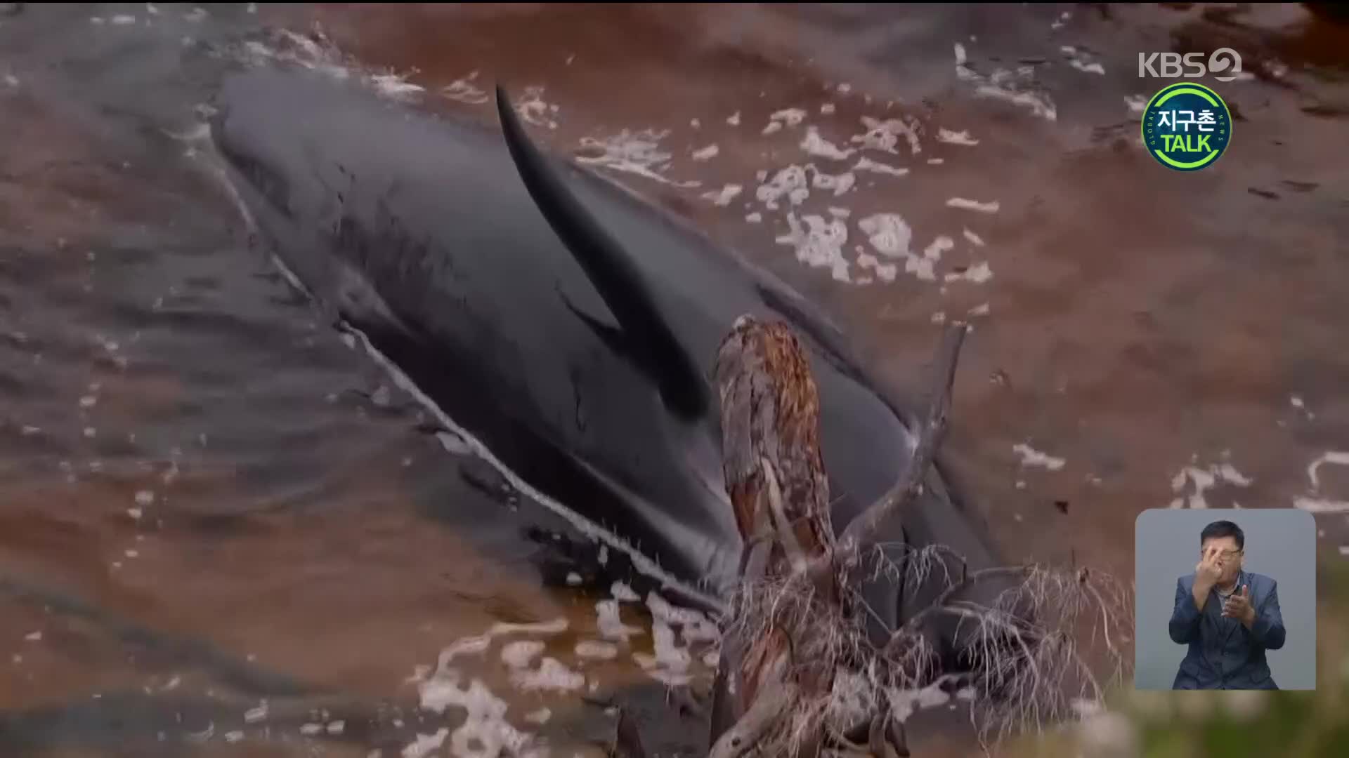 [지구촌 Talk] 호주 태즈메이니아주, 둥근머리돌고래 200마리 추가 발견…“역대 최다”