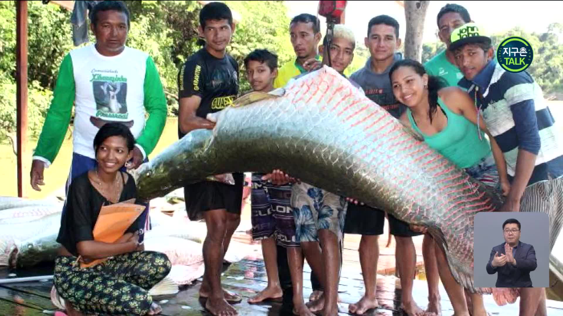 [지구촌 Talk] 세계 최대 담수어, 멸종 피한 비결은?