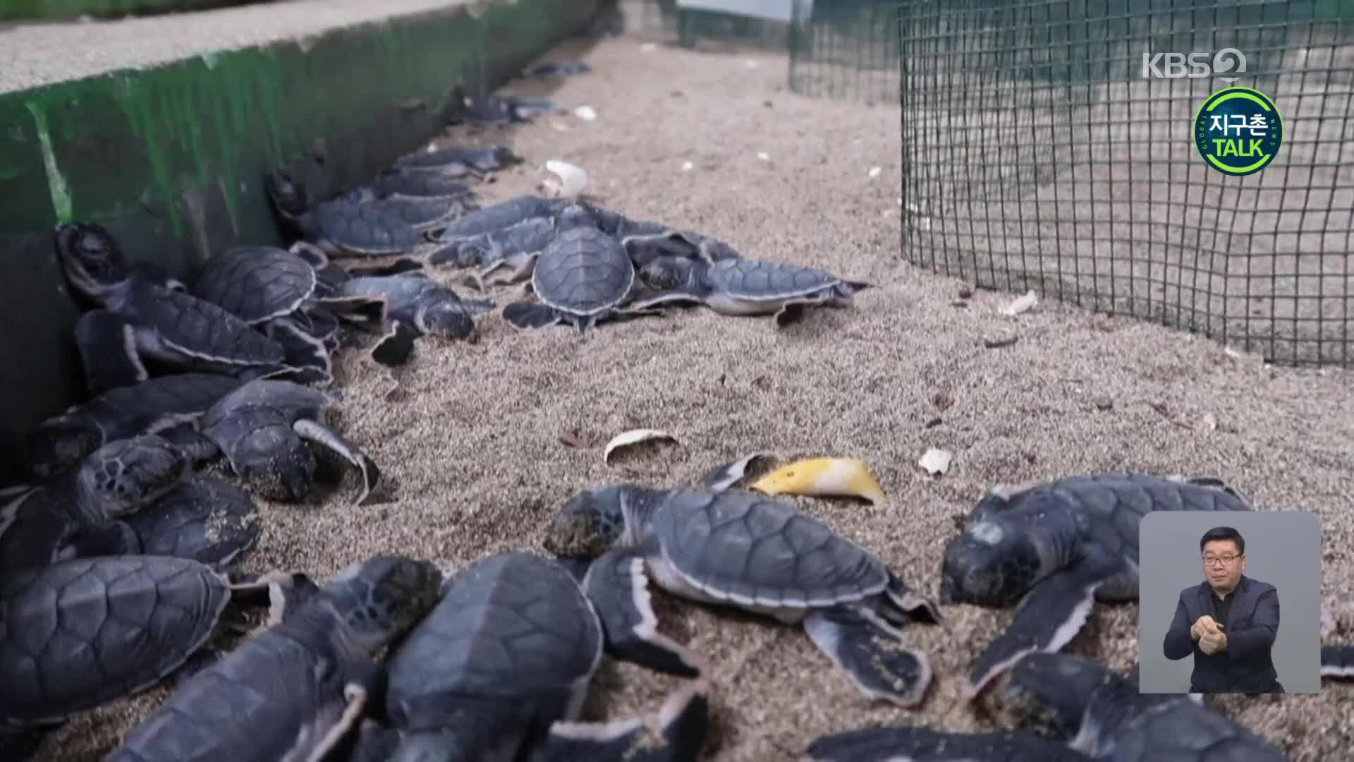 [지구촌 Talk] 보호 속 부화한 바다거북 방생