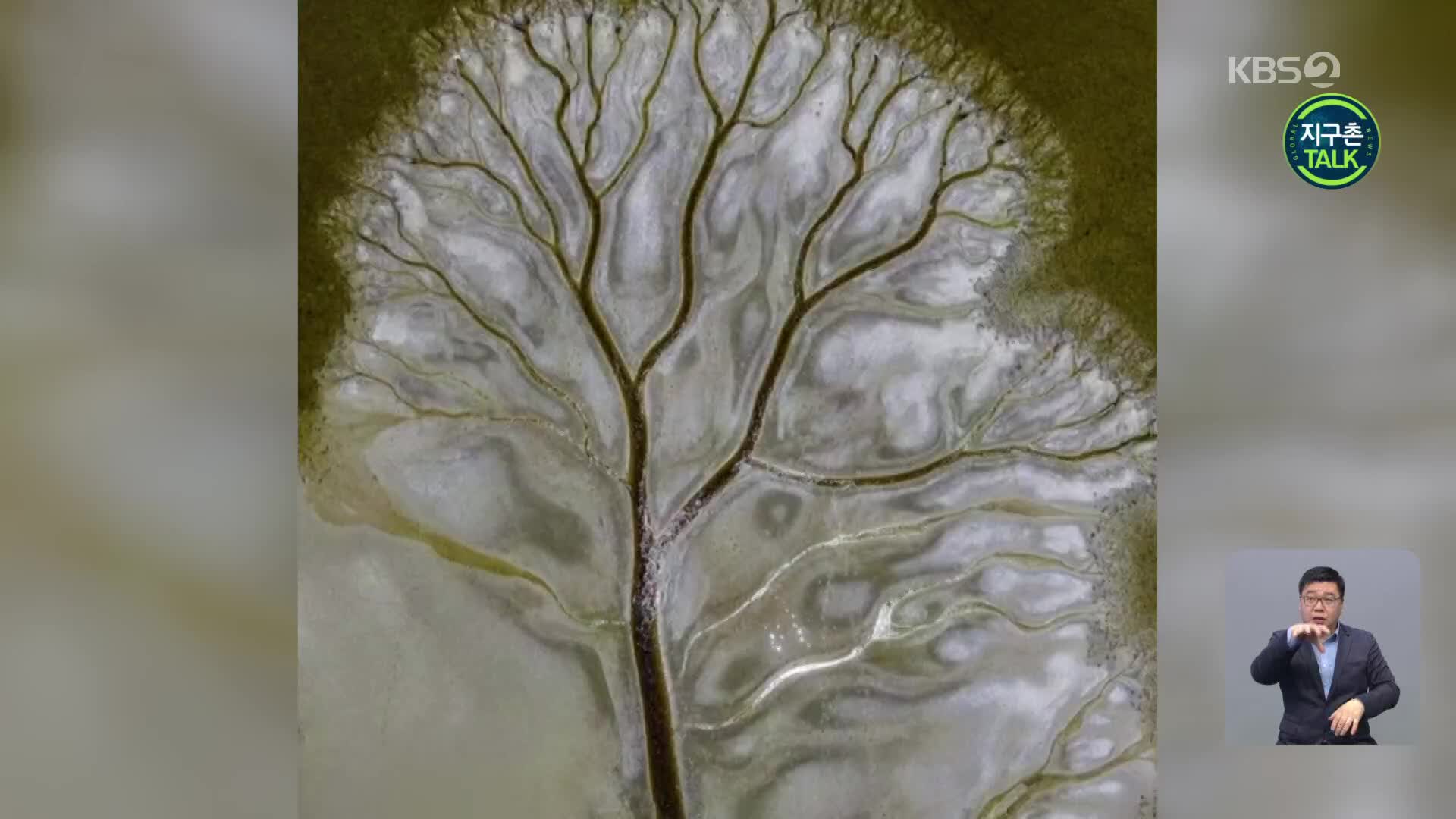 [지구촌 Talk] 자연이 빚은 ‘생명의 나무’