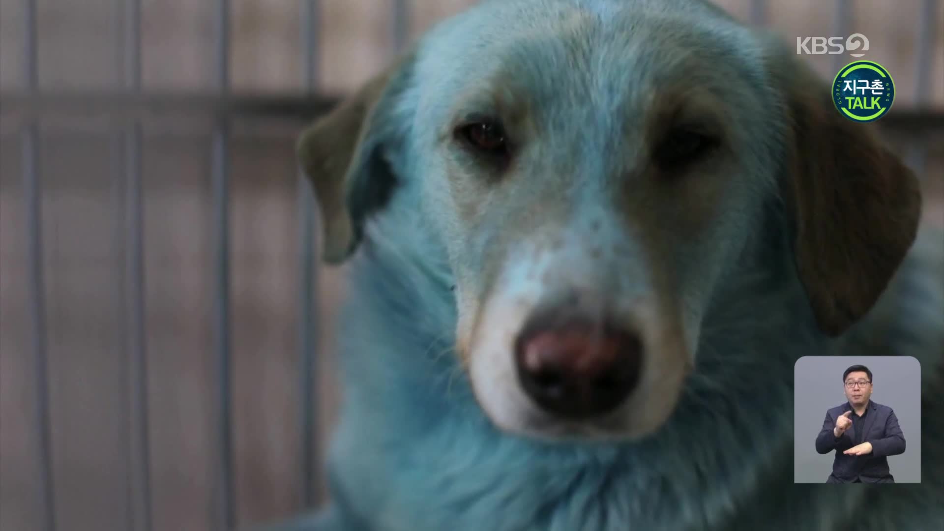 [지구촌 Talk] 러시아에 ‘파란 개’ 등장…화학물질에 오염된 듯