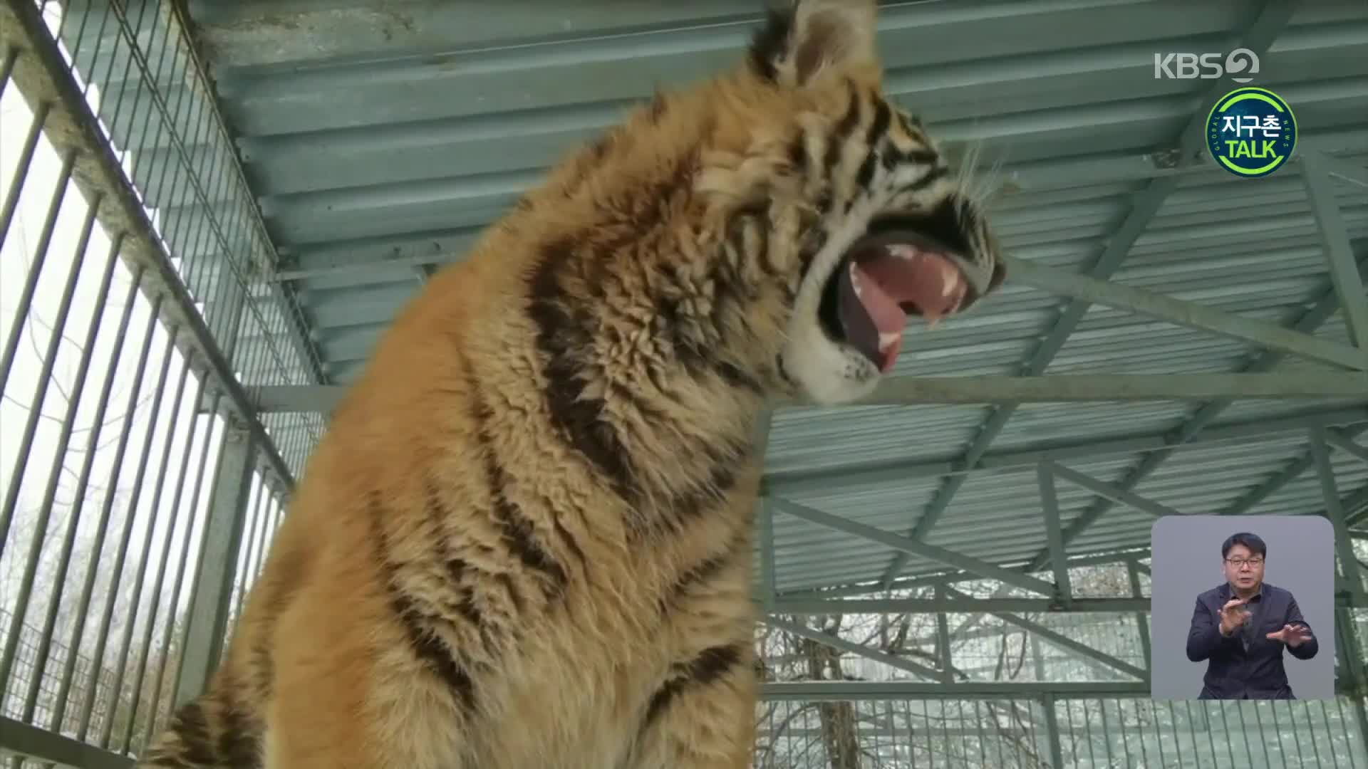 [지구촌 Talk] 러시아 바르나울, 8개월 된 호랑이의 특이한 울음소리