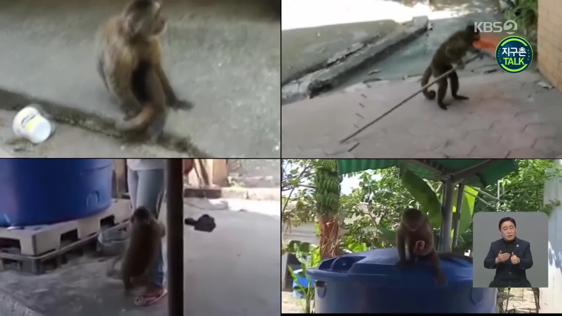 [지구촌 Talk] 베네수엘라 민가에 출몰한 원숭이떼