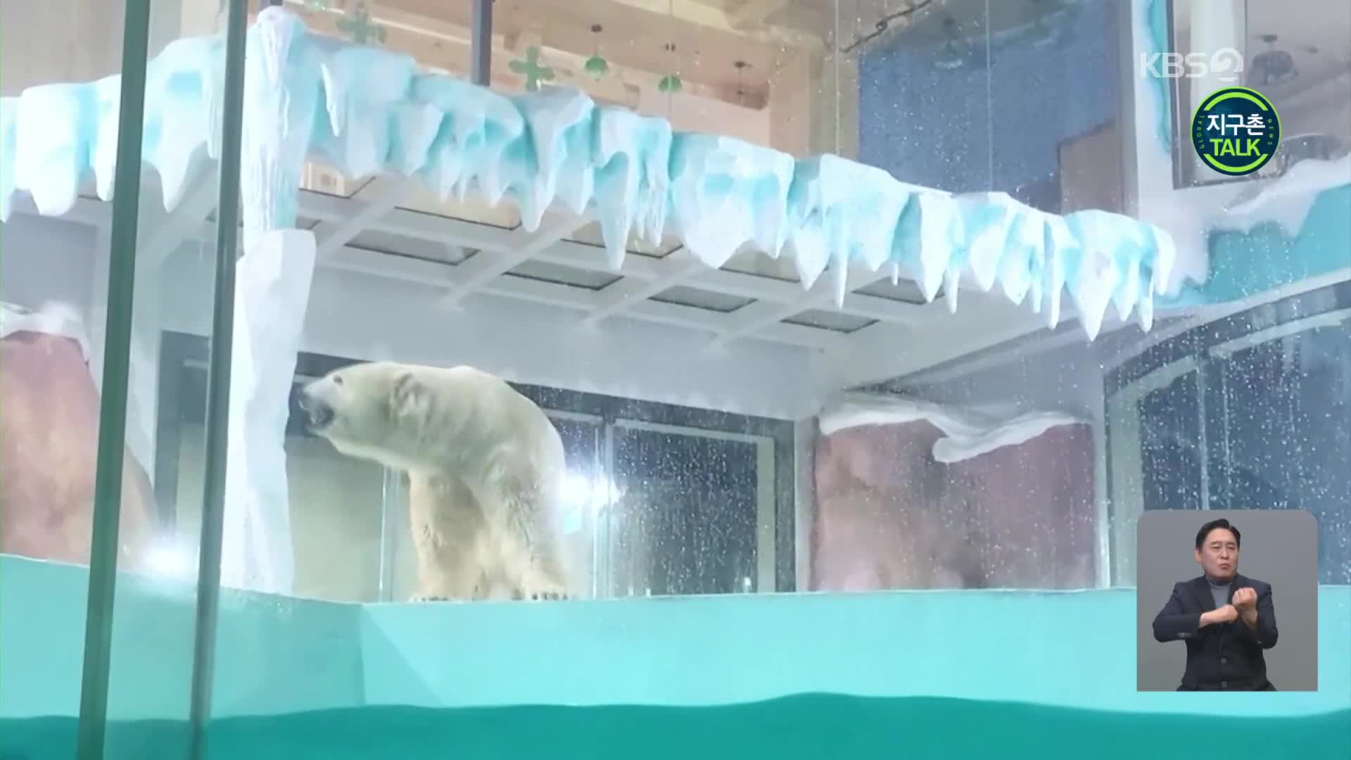 [지구촌] 中 ‘북극곰 호텔’ 개장…동물 학대 비난