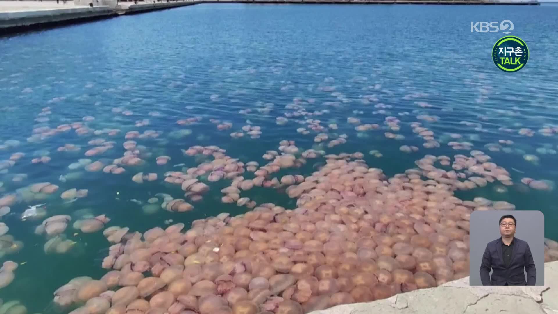 [지구촌 Talk] 항구에 출현한 수천 마리 해파리 떼