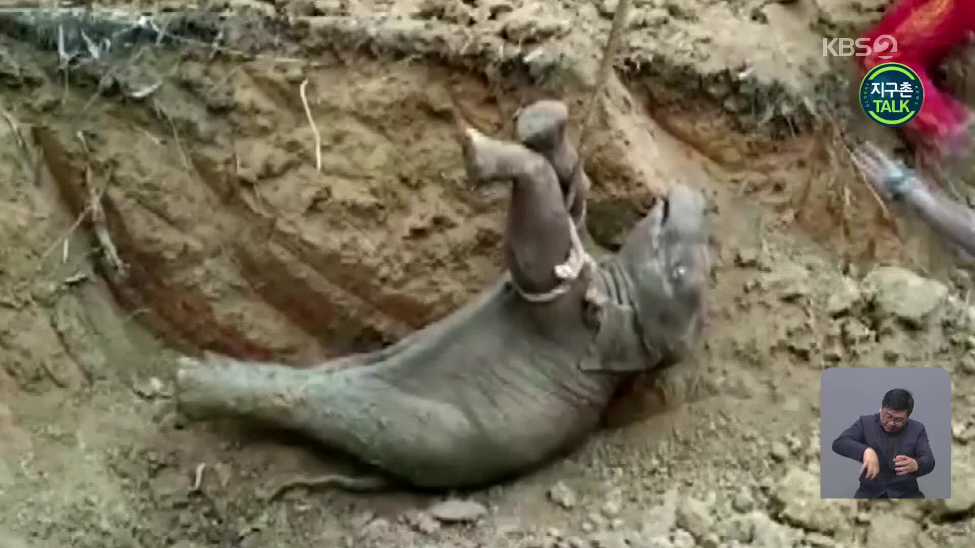 [지구촌 Talk] 구덩이에 빠진 새끼 코끼리 구조