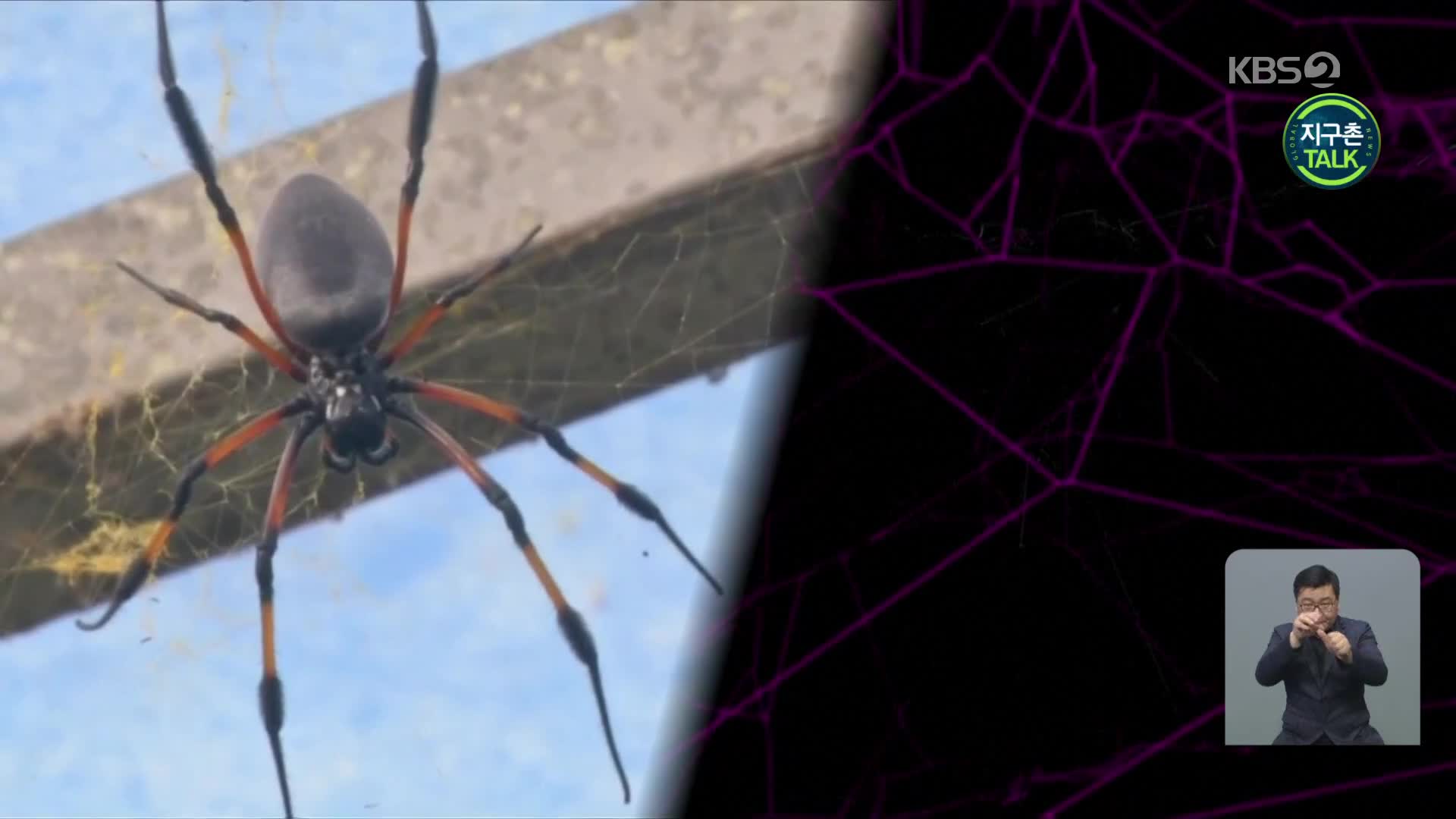 [지구촌 Talk] 거미줄의 진동이 만들어낸 음악 소리는?