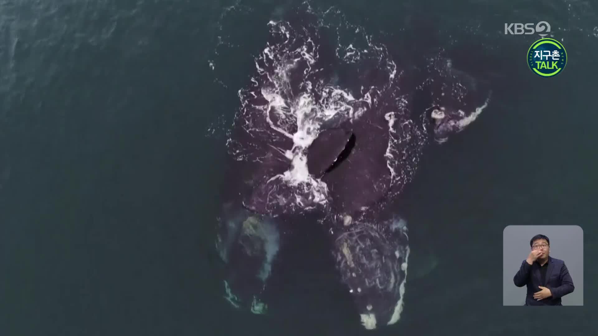 [지구촌 Talk] 멸종위기종 참고래 두 마리의 ‘포옹’