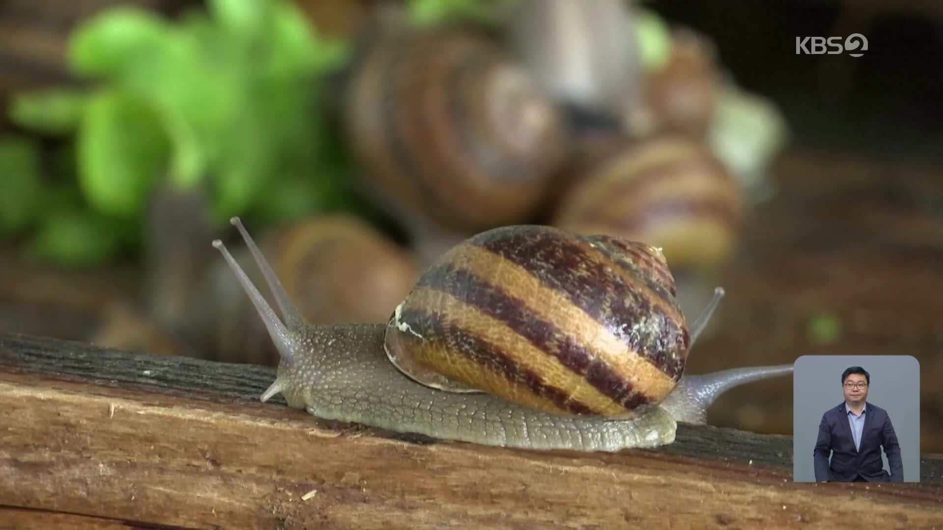 [지구촌 Talk] 달팽이가 뿜어내는 점액으로 만든 비누