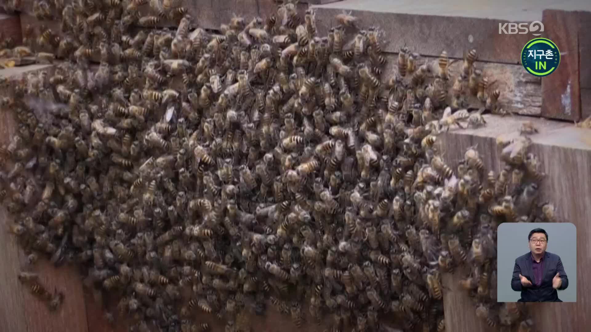 [지구촌 IN] 생물다양성 파수꾼 ‘꿀벌’이 사라지면?