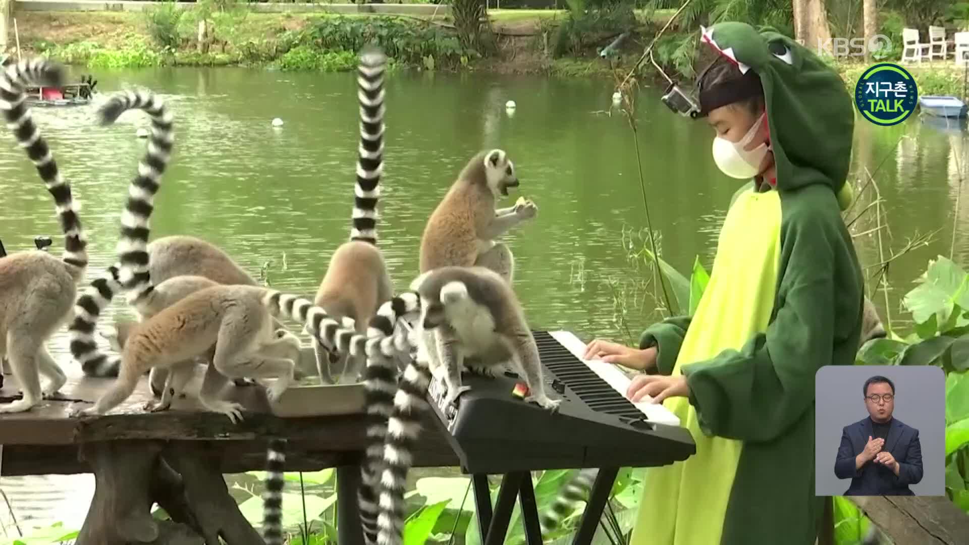 [지구촌 Talk] 태국 동물원의 피아노 연주 관객은 ‘동물들’