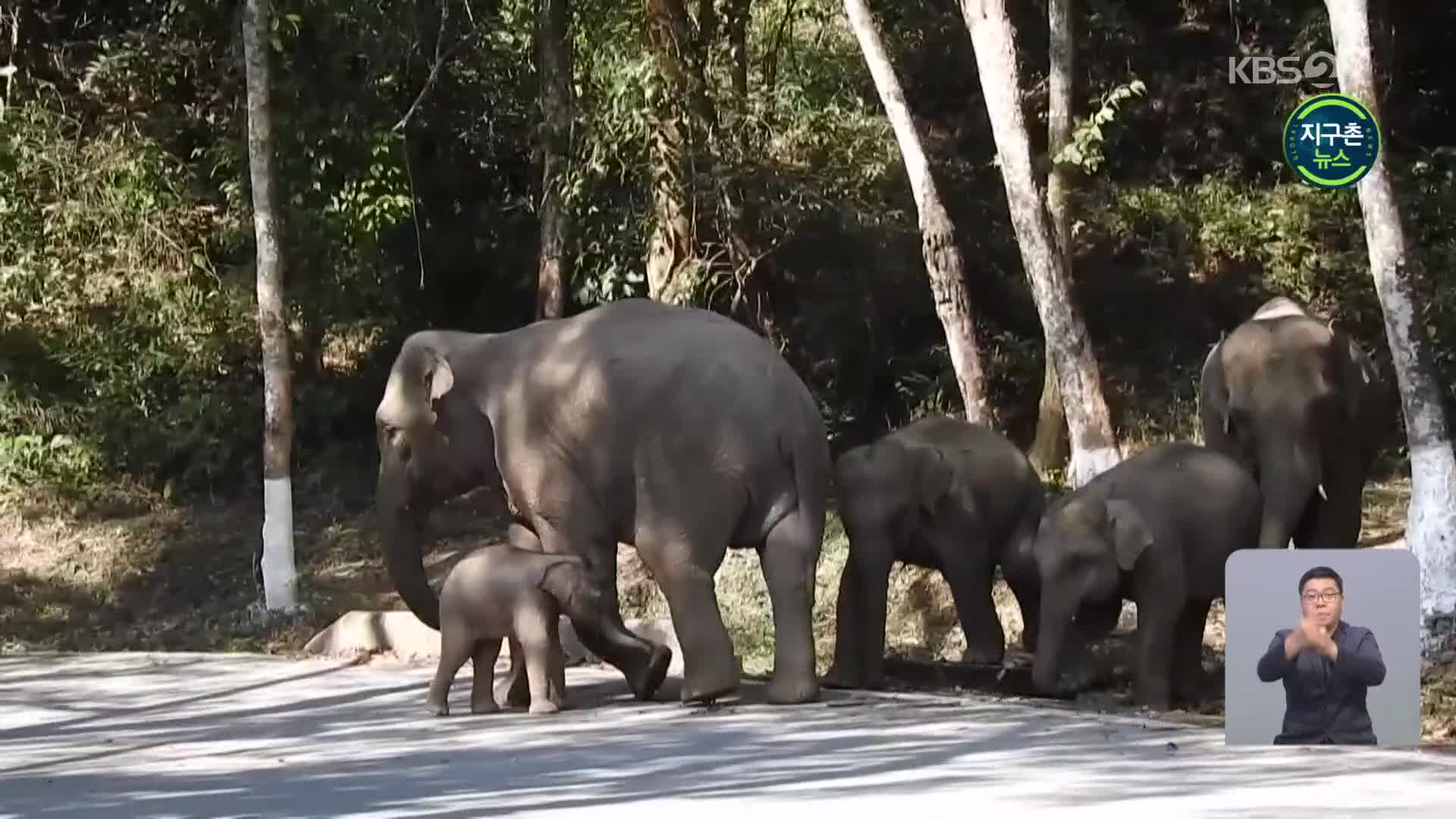 중국서 야생 코끼리 떼 대장정, 실시간 중계로 인기  