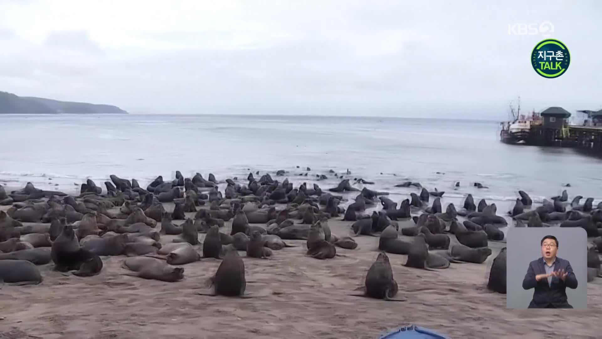 [지구촌 Talk] 칠레 비오비오주, 해변을 점령한 ‘바다사자 떼’
