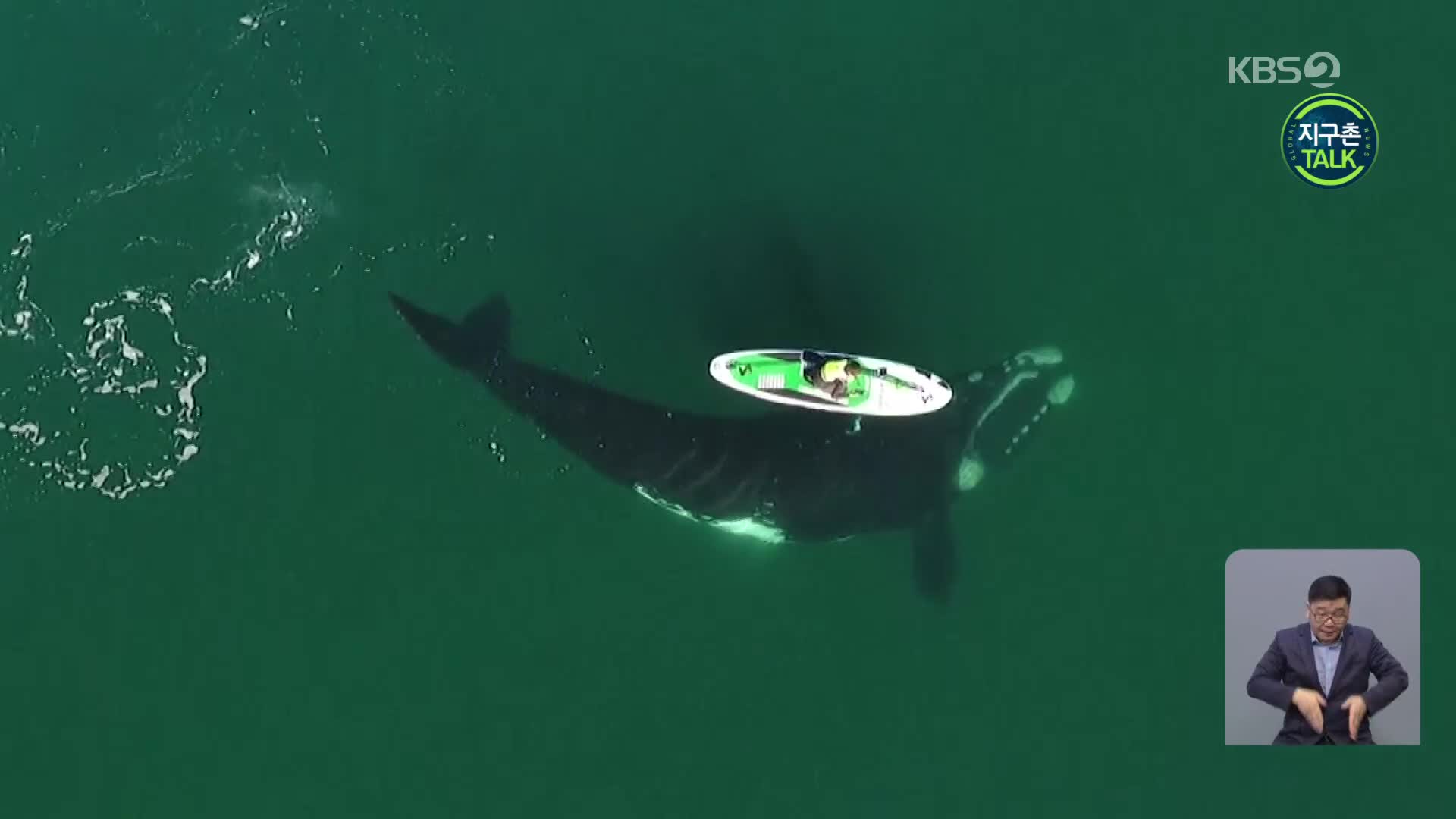 [지구촌 Talk] 아르헨 남부 해안, 패들보드 만난 고래의 반응은?