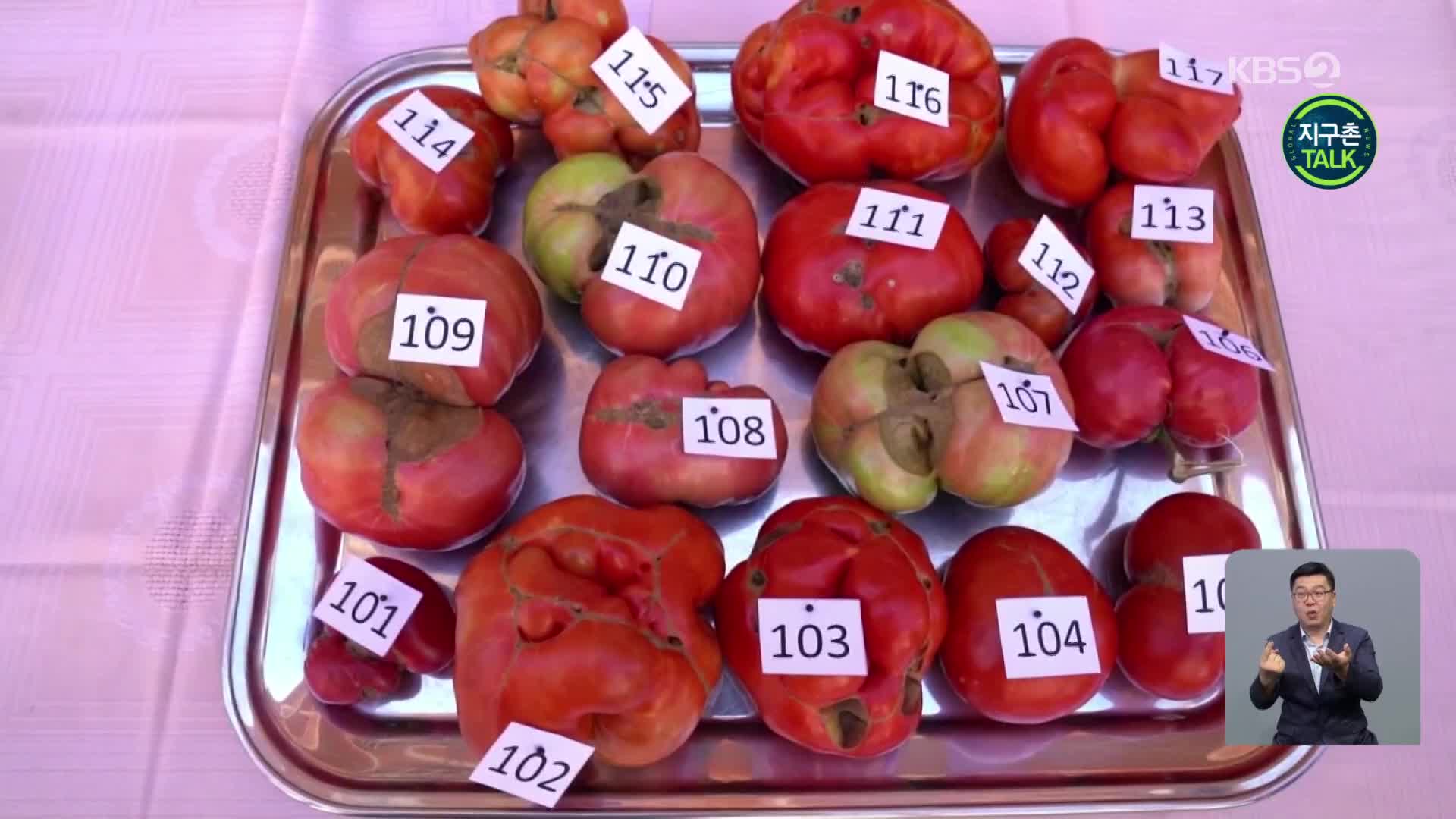 [지구촌 Talk] ‘가장 못생긴 토마토’ 선발대회