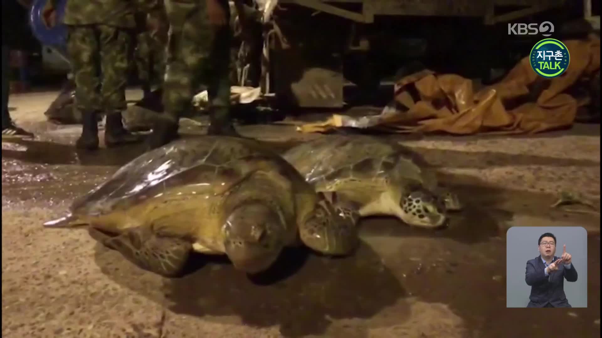 [지구촌 Talk] 밀거래 현장서 구조된 거북 31마리, 바다로 돌아가