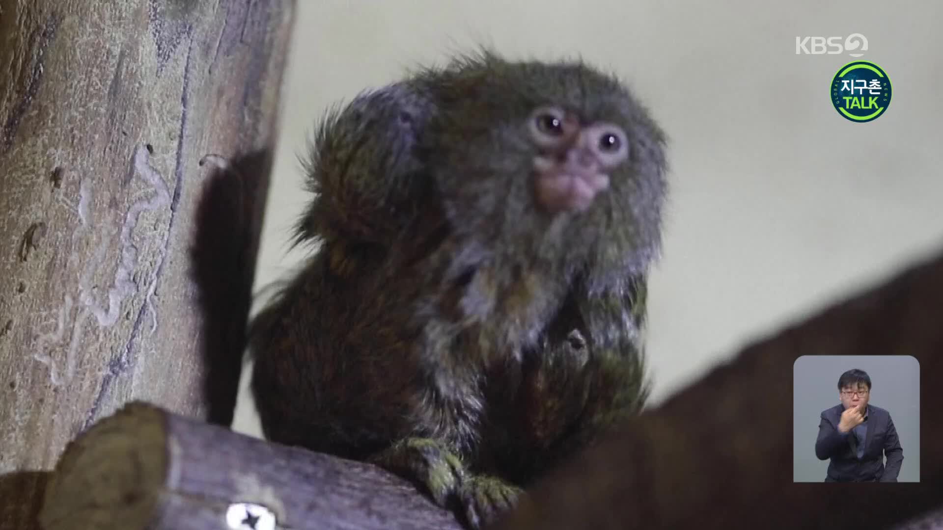 [지구촌 Talk] 3주 전 태어난 새끼 마모셋…가장 작은 원숭이